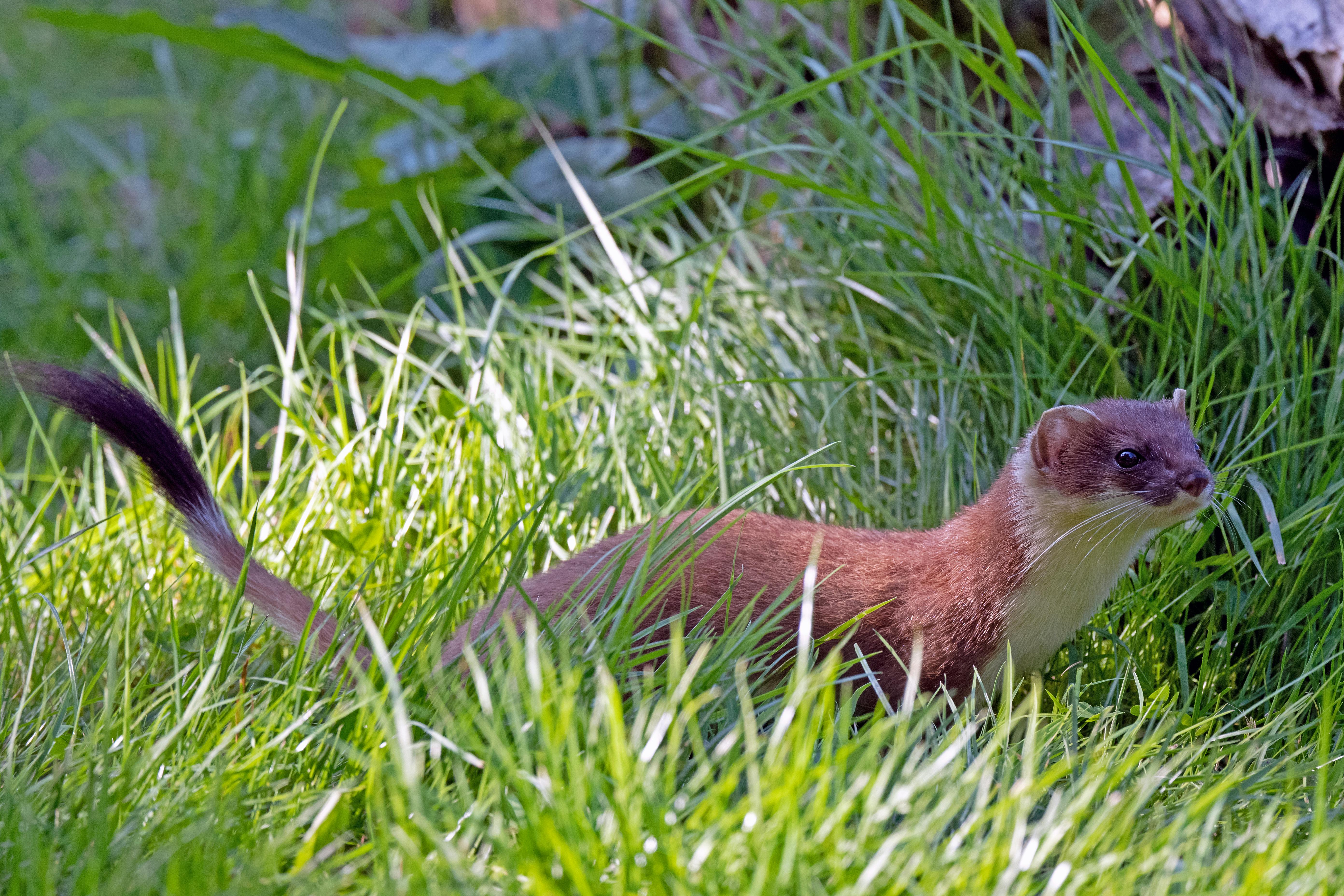 Rediscovering the Domesticated Ferret: A Comprehensive Look into the World of These Tiny Carnivores