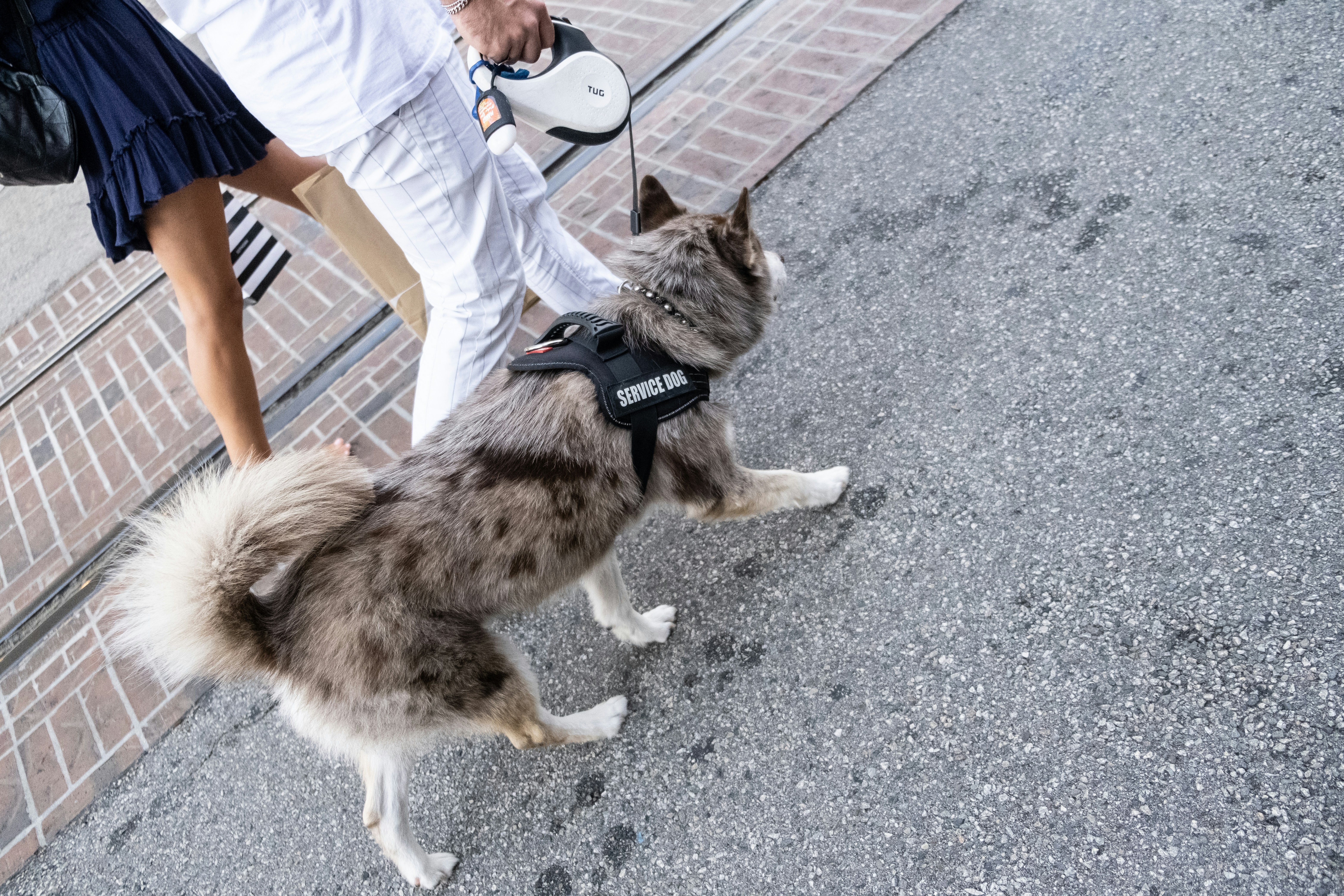 Discovering the Silent Champions: An In-Depth Look at Service Animals