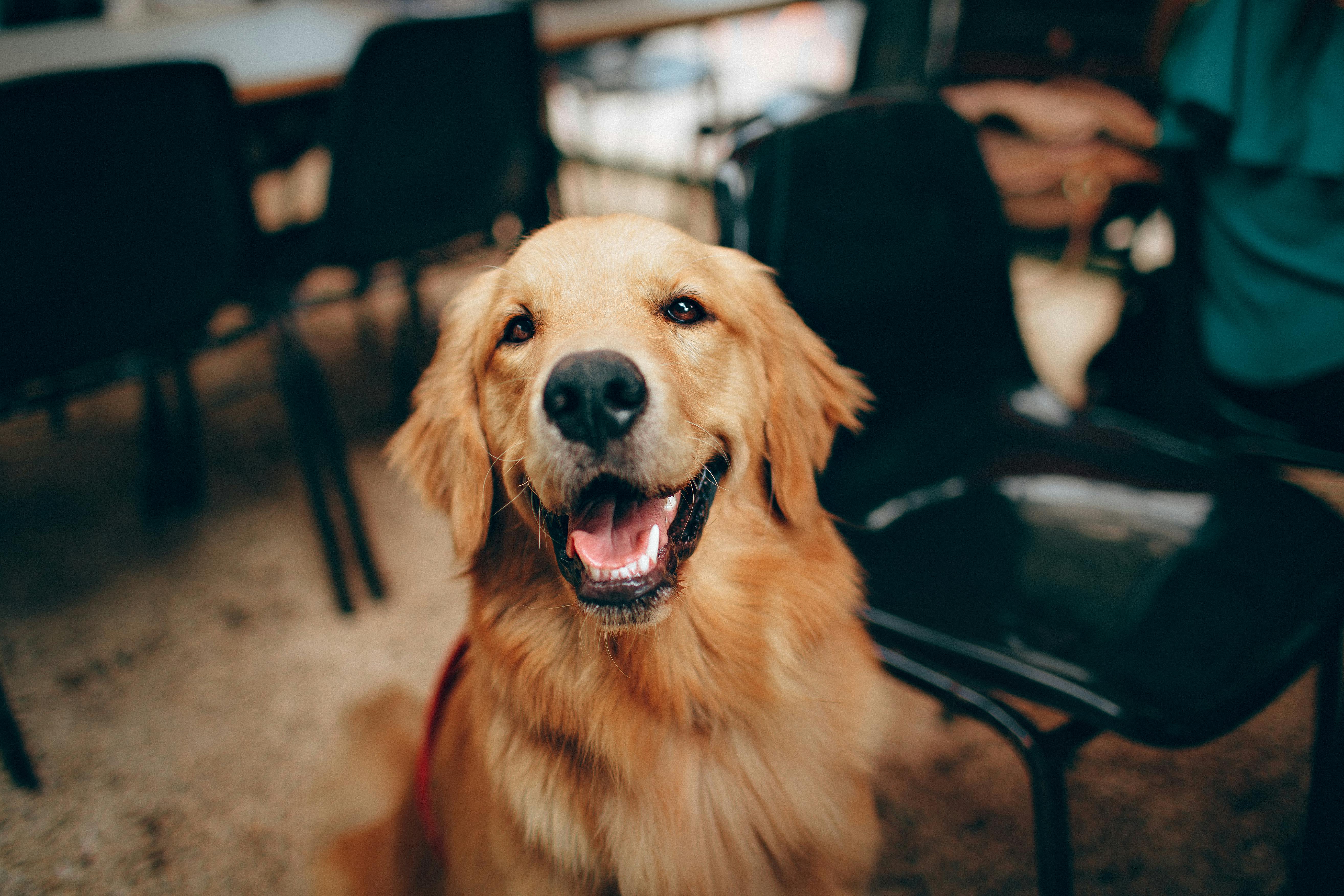 Decoding Canine Body Language: An Insight into Dog Behaviors