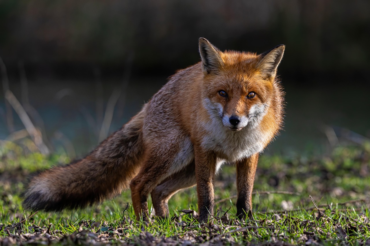 Secret Lives of Urban Foxes: A Tale of Survival and Adaptation