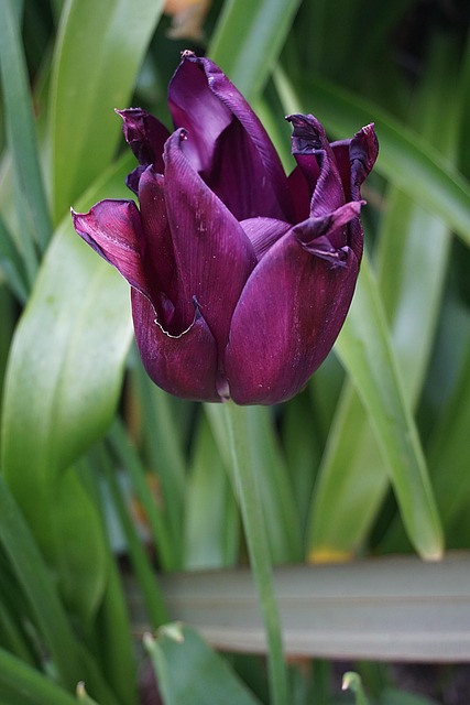Enviar Flores a Domicilio: La Sorpresa Perfecta
