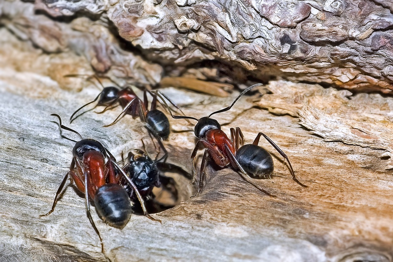 The Fascinating World of Ant Farms: A Comprehensive Look