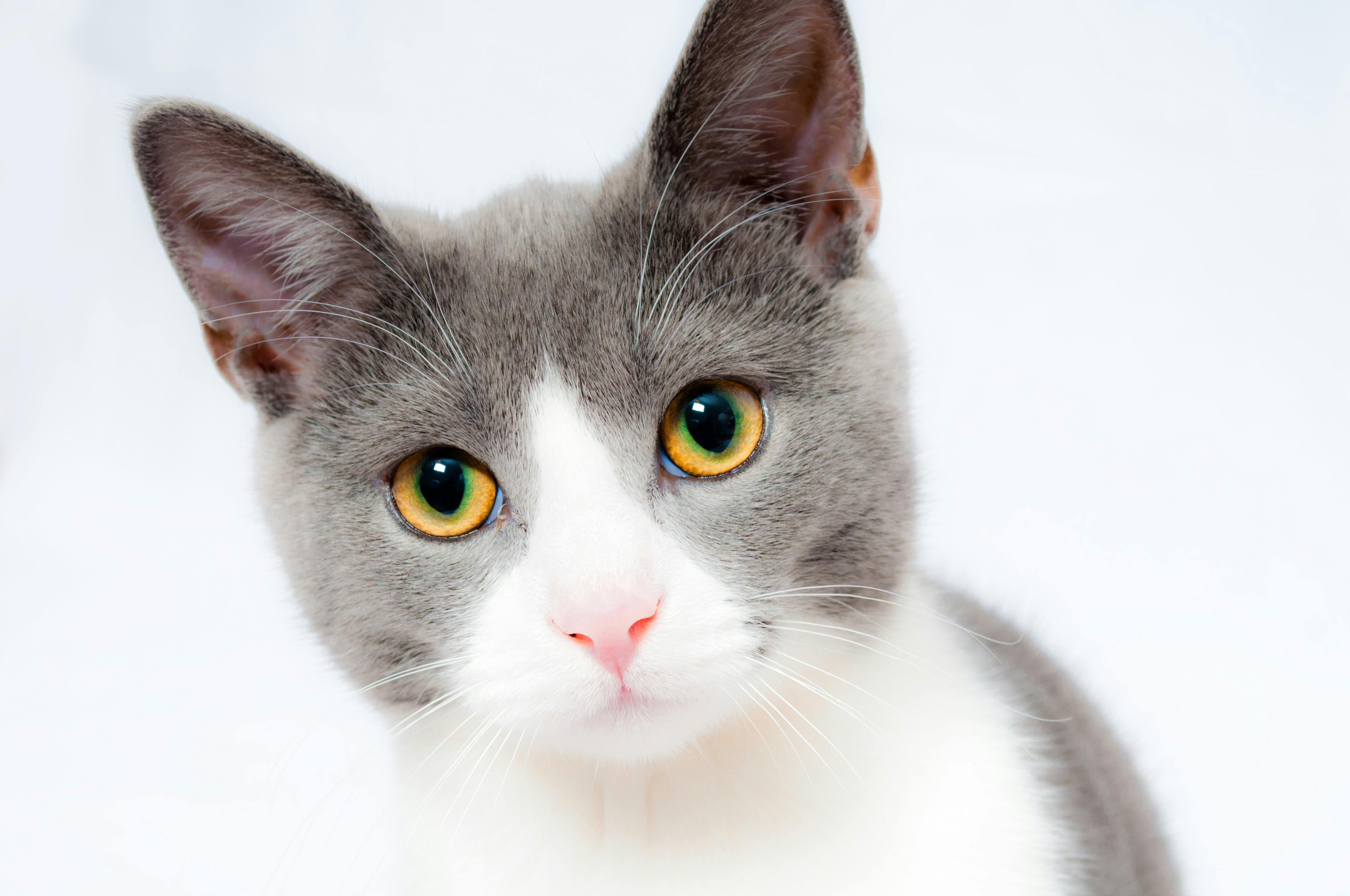 Deconstructing the Rise of Pet Influencers: A Sociocultural Analysis