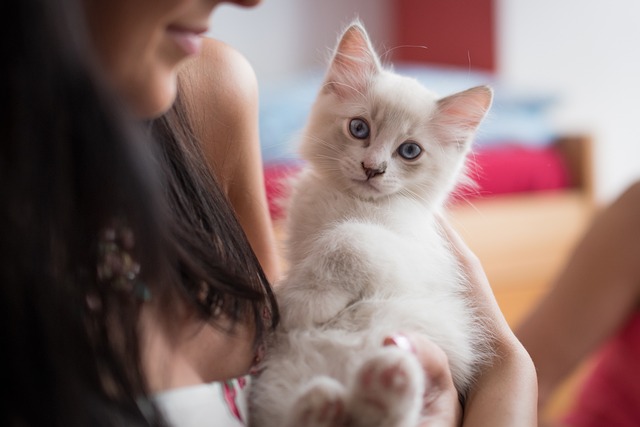 Mengenal Lebih Dekat Kecerdasan Kucing Sphynx