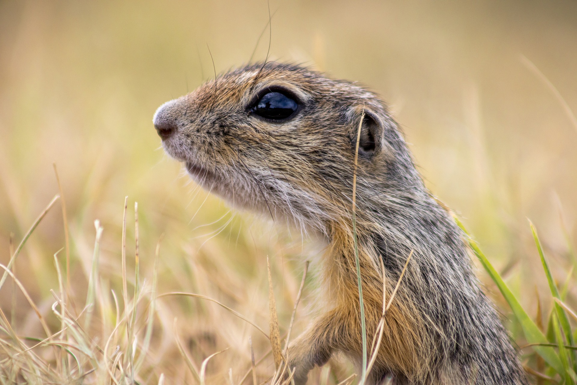 ¿Cómo puedes ayudar a evitar la extinción de las especies desde tu hogar?