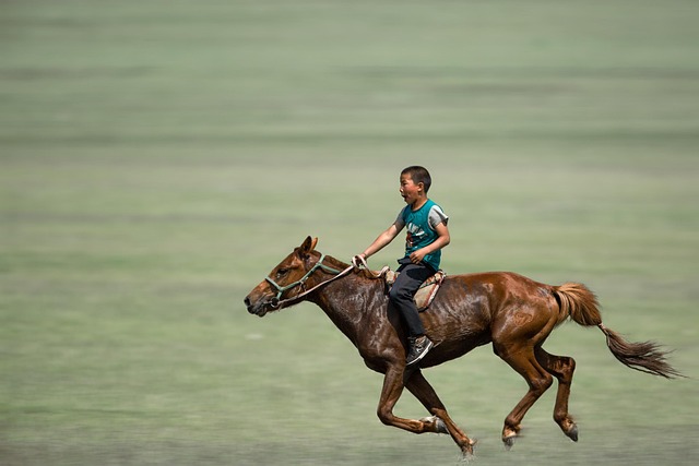 Découvrez l'équitation dans le Vaucluse