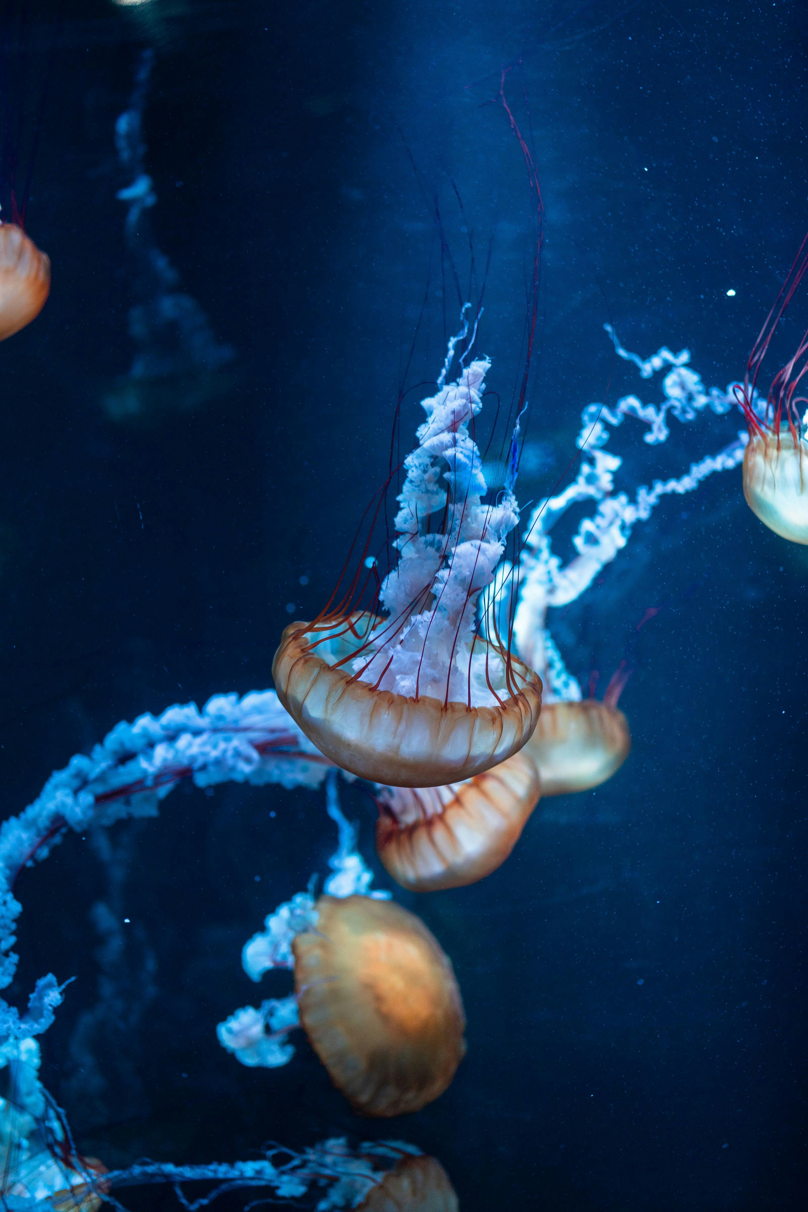 Discovering the Silent World of Marine Pets: An Insight into Aquarium Ecosystems