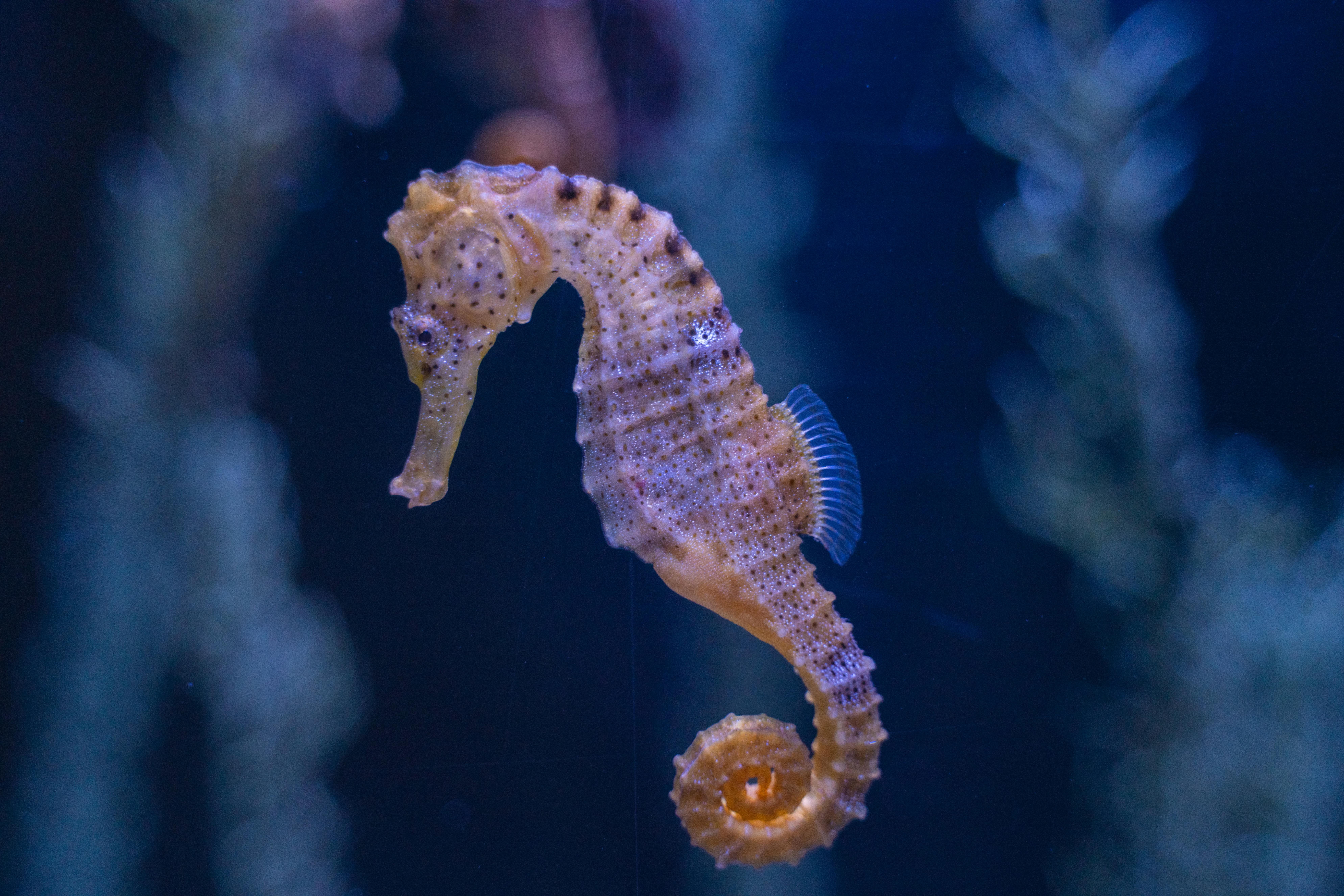 Decoding the Aquatic Choreography: The Fascinating Dance of Seahorses