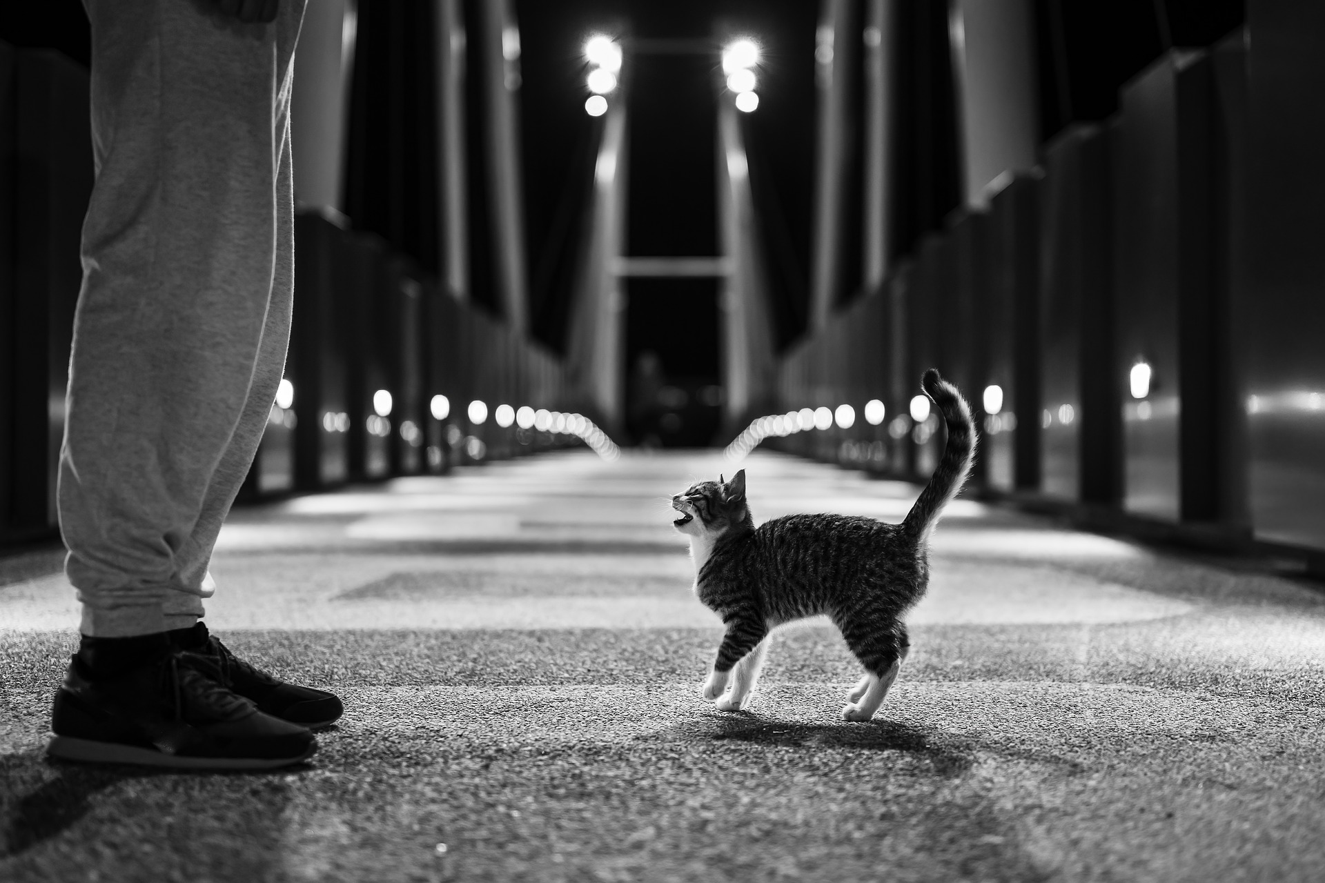 Decoding the Language of Your Feline: Understanding Cat Behavior