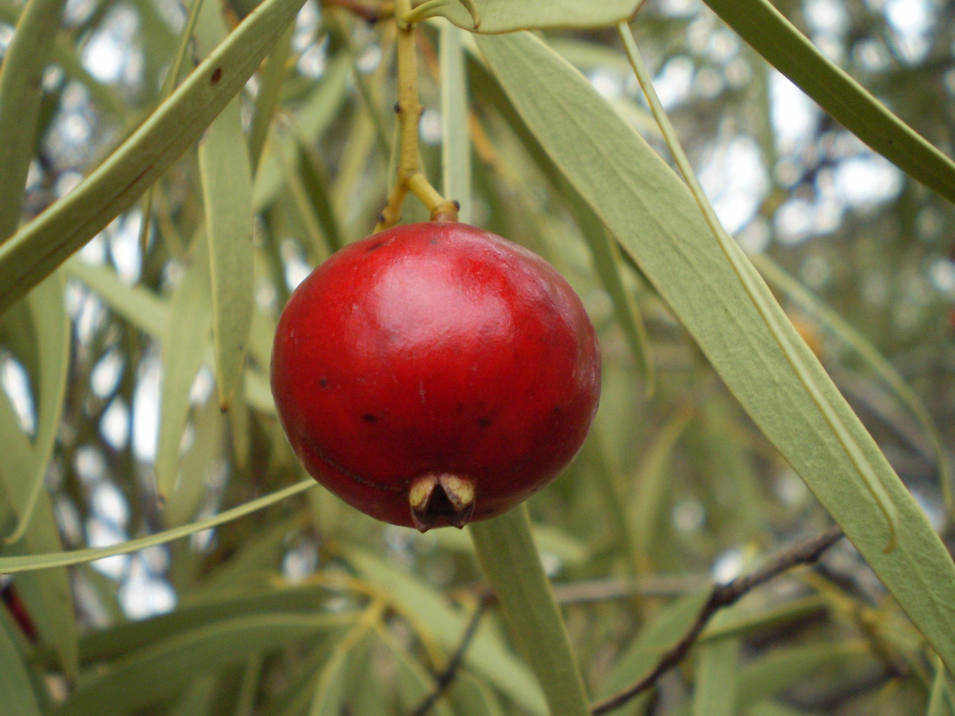 Stirring Up the Kitchen with Australian Bush Tucker