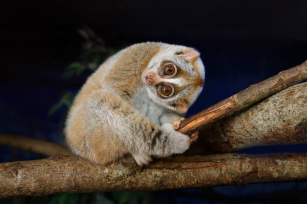 Unveiling the Intriguing Life of the Slow Loris
