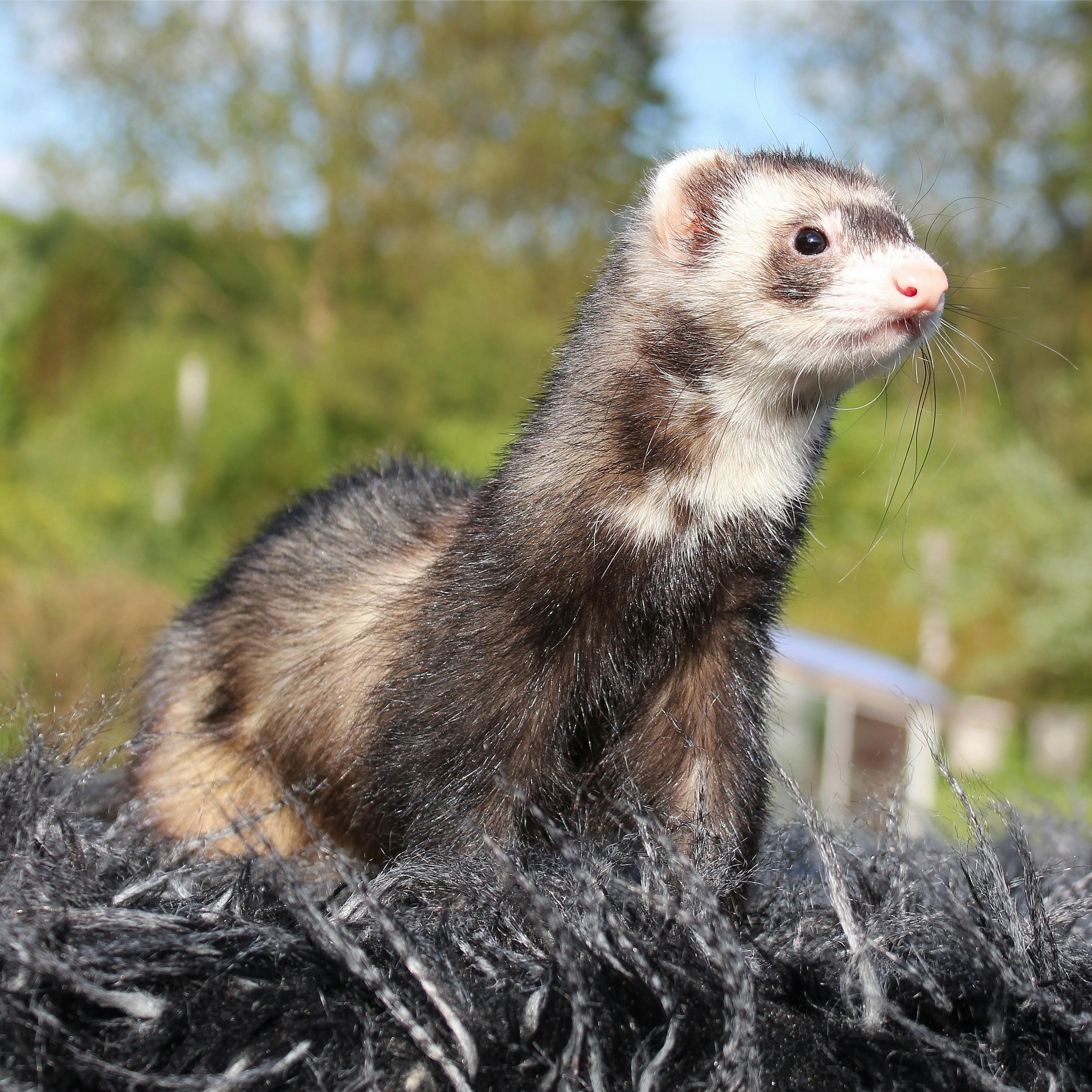 Decoding the Enigma: Why Do Ferrets Sleep So Much?