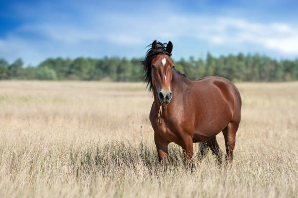 "Rediscovering the Charm of Horseback Travel"