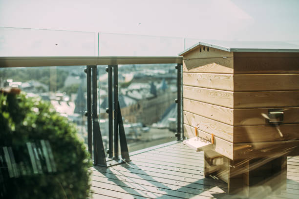 The Rising Popularity and Benefits of Urban Beekeeping