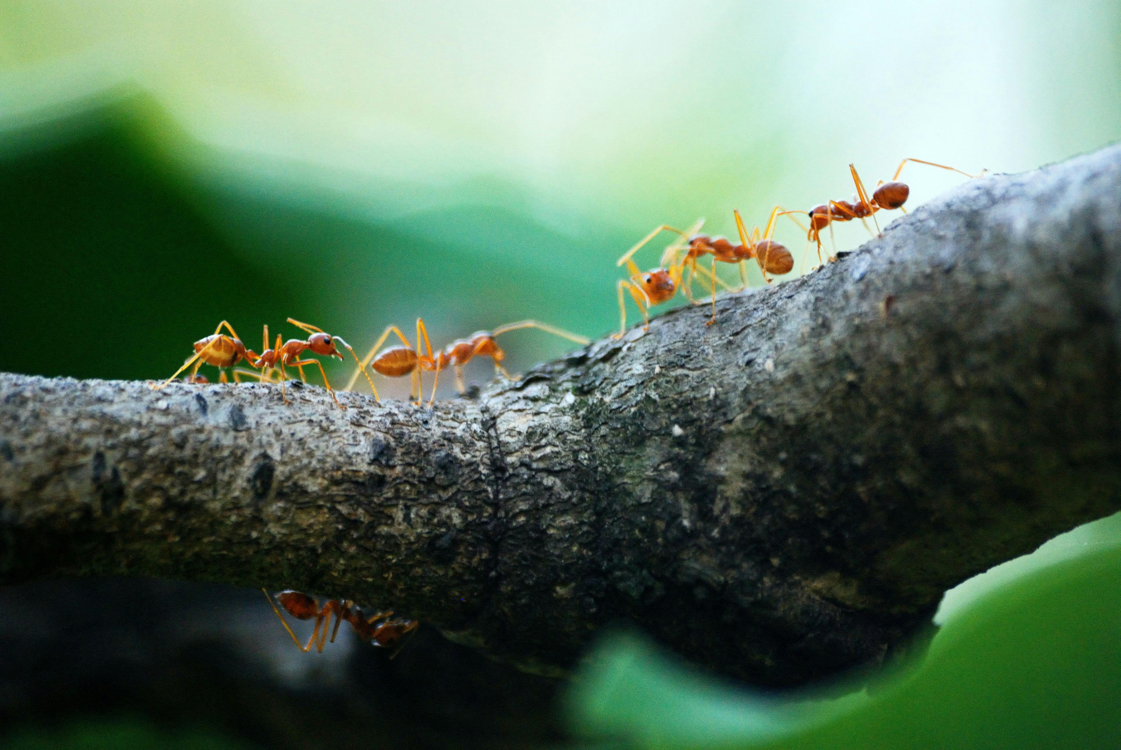 The Intriguing World of Ant Farms: A Deep Dive into Formicariums