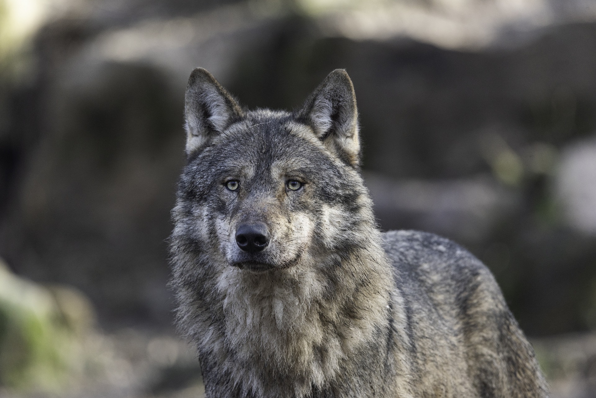 Intriguing Attributes of The North American Gray Wolf: An Exploration