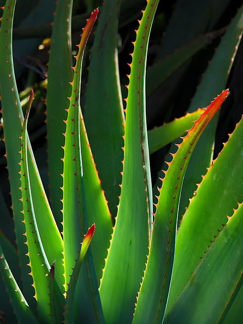 Aloe Vera Produkte: Natürlich schön und gesund