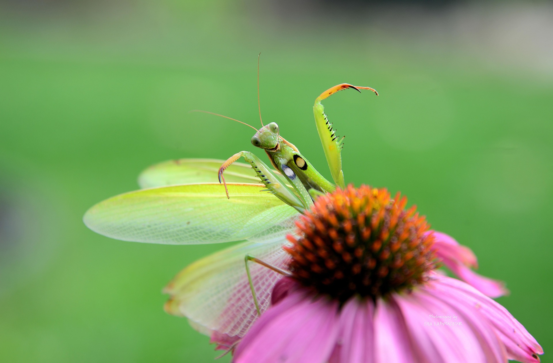 The Intriguing World of Praying Mantis Pets: A Comprehensive Guide