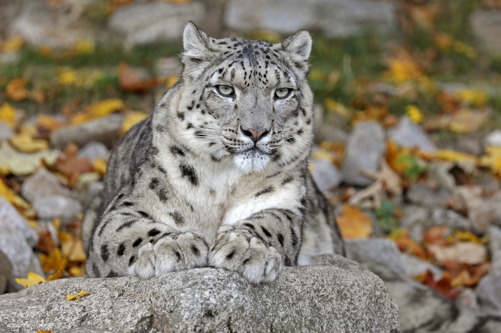 Unraveling the Mystique of the Snow Leopard: An Elusive Giant of the Mountains