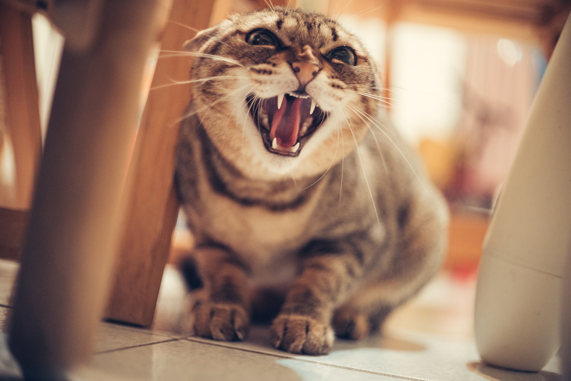 From Foe to Friend: Understanding & Managing Aggressive Cat Behavior