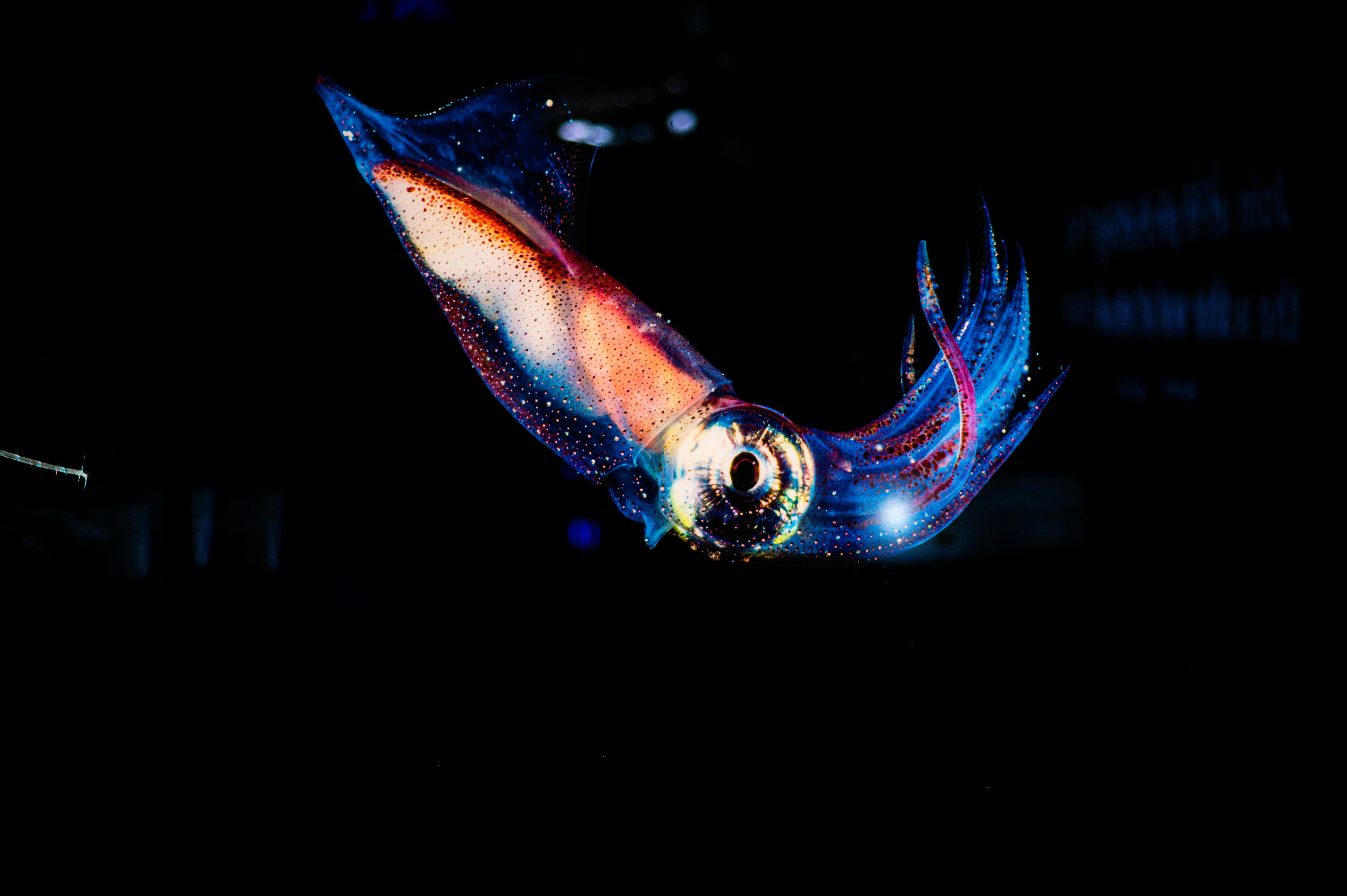 Unveiling the Incredible Intelligence of Cephalopods: A Dive into the World of Octopuses, Squids, and Cuttlefish