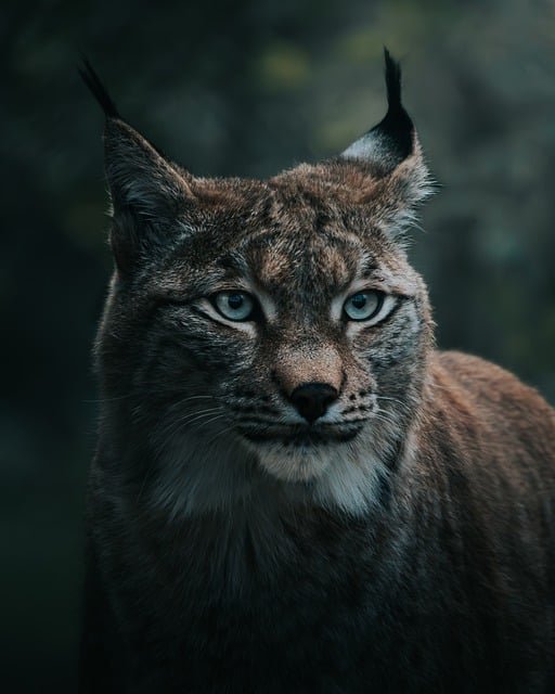 Skrývačky: Skryté umění kočičího maskování
