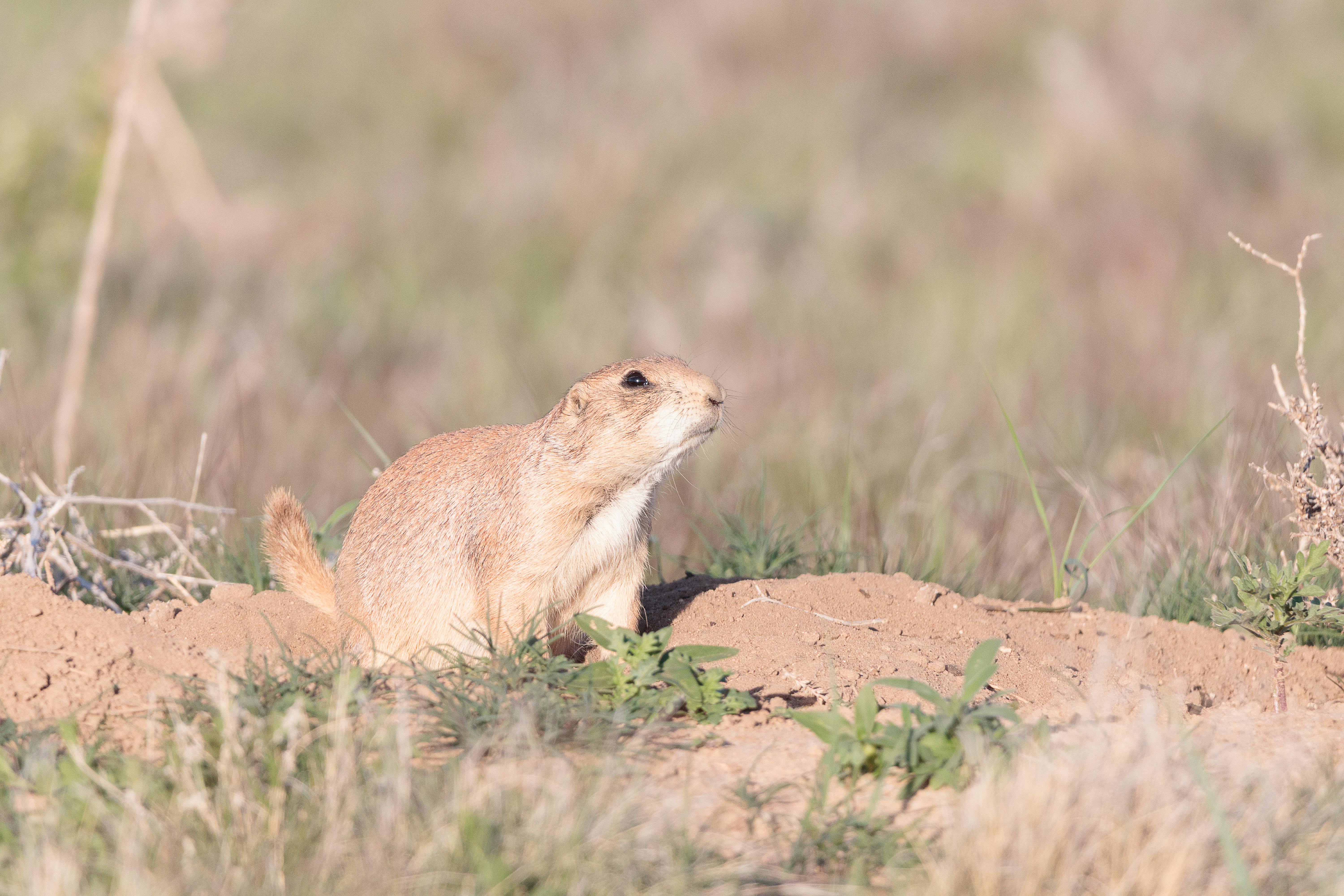 "Unraveling the Intricate Lives of Prairie Dogs: A Deep-dive into their Social Structure, Communication, and Conservation Efforts"