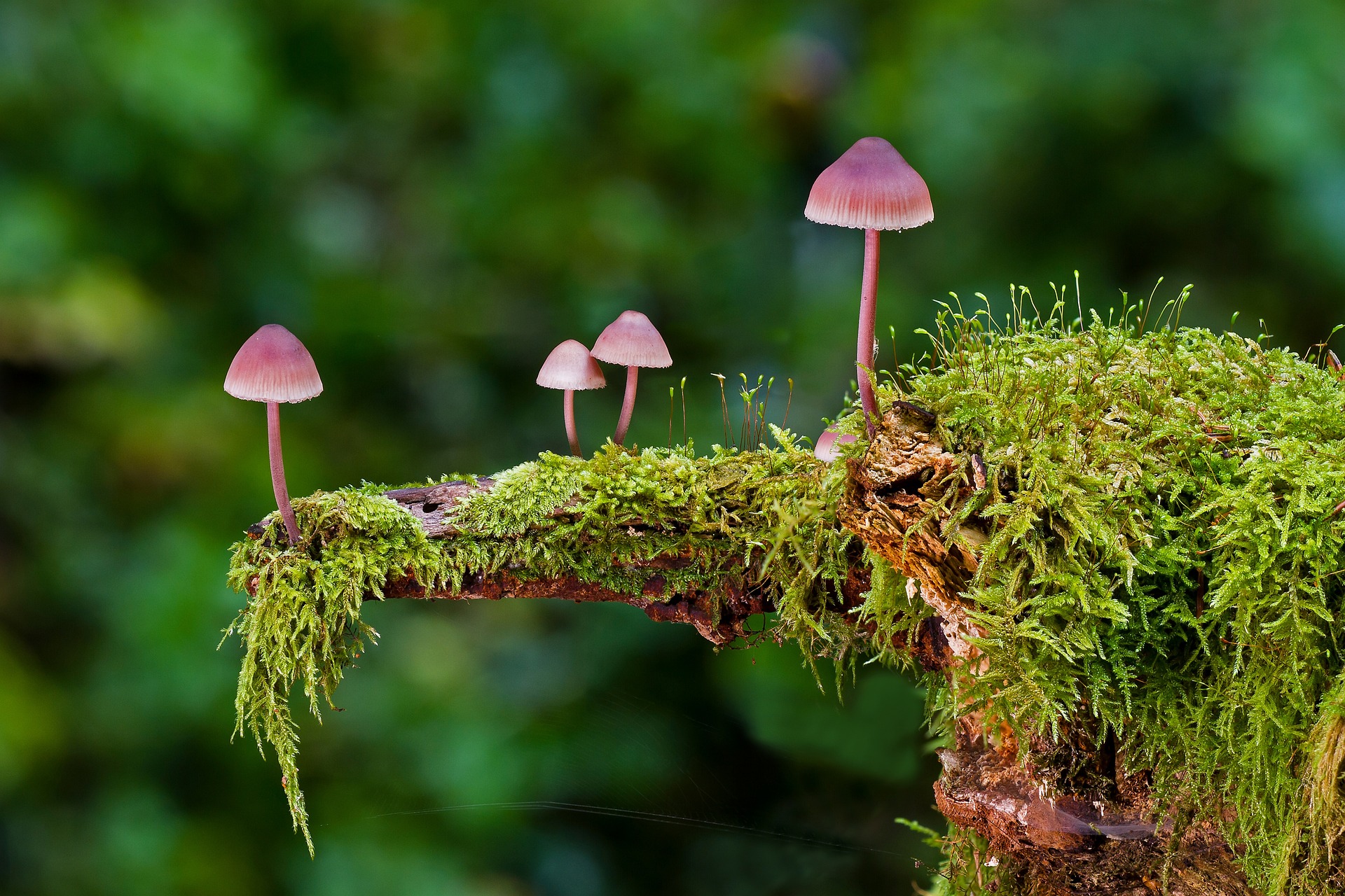 The Impact of Nature’s Hidden Gems: Medicinal Mushrooms 