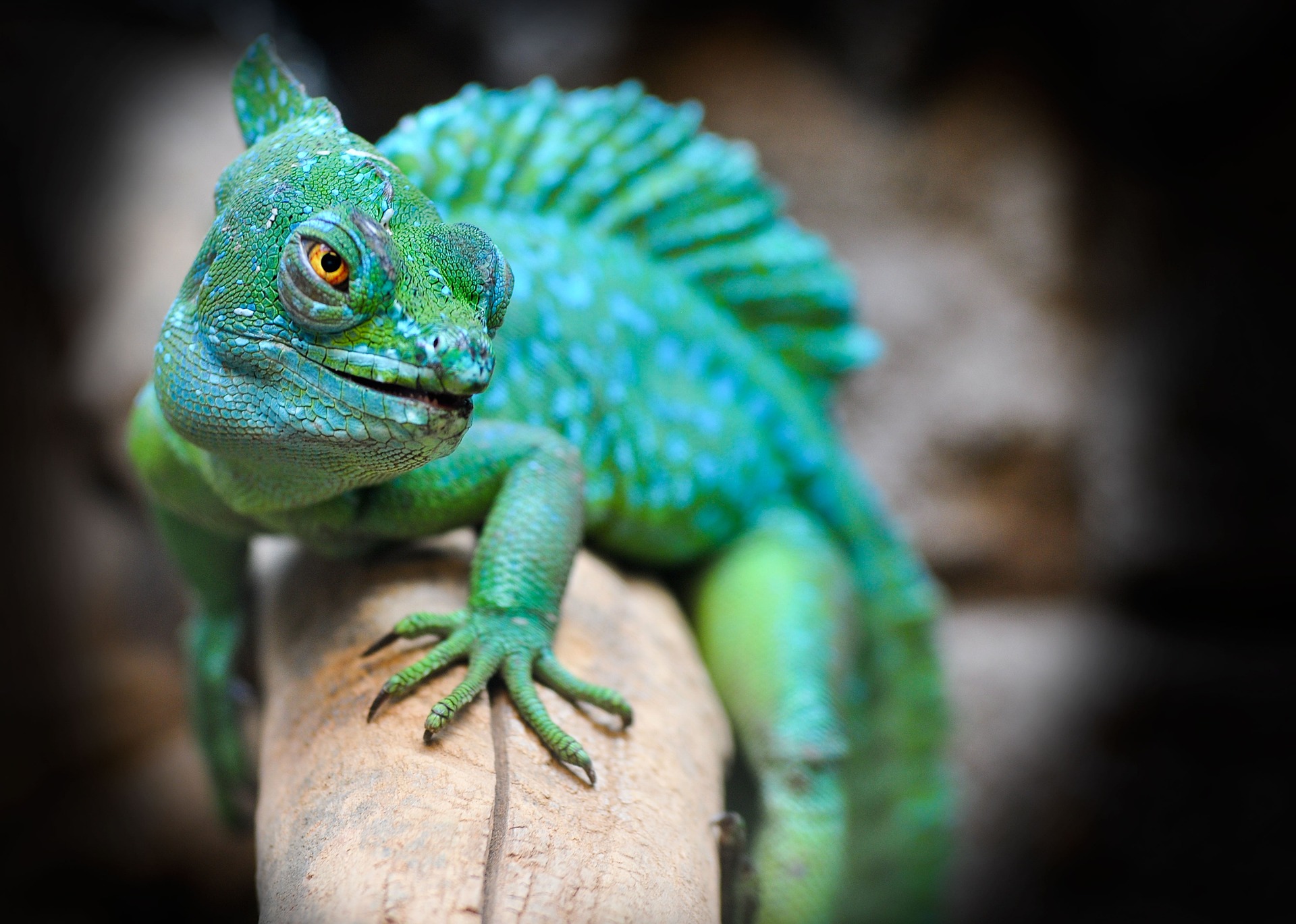 The Rising Trend of Exotic Pets: A Comprehensive Guide