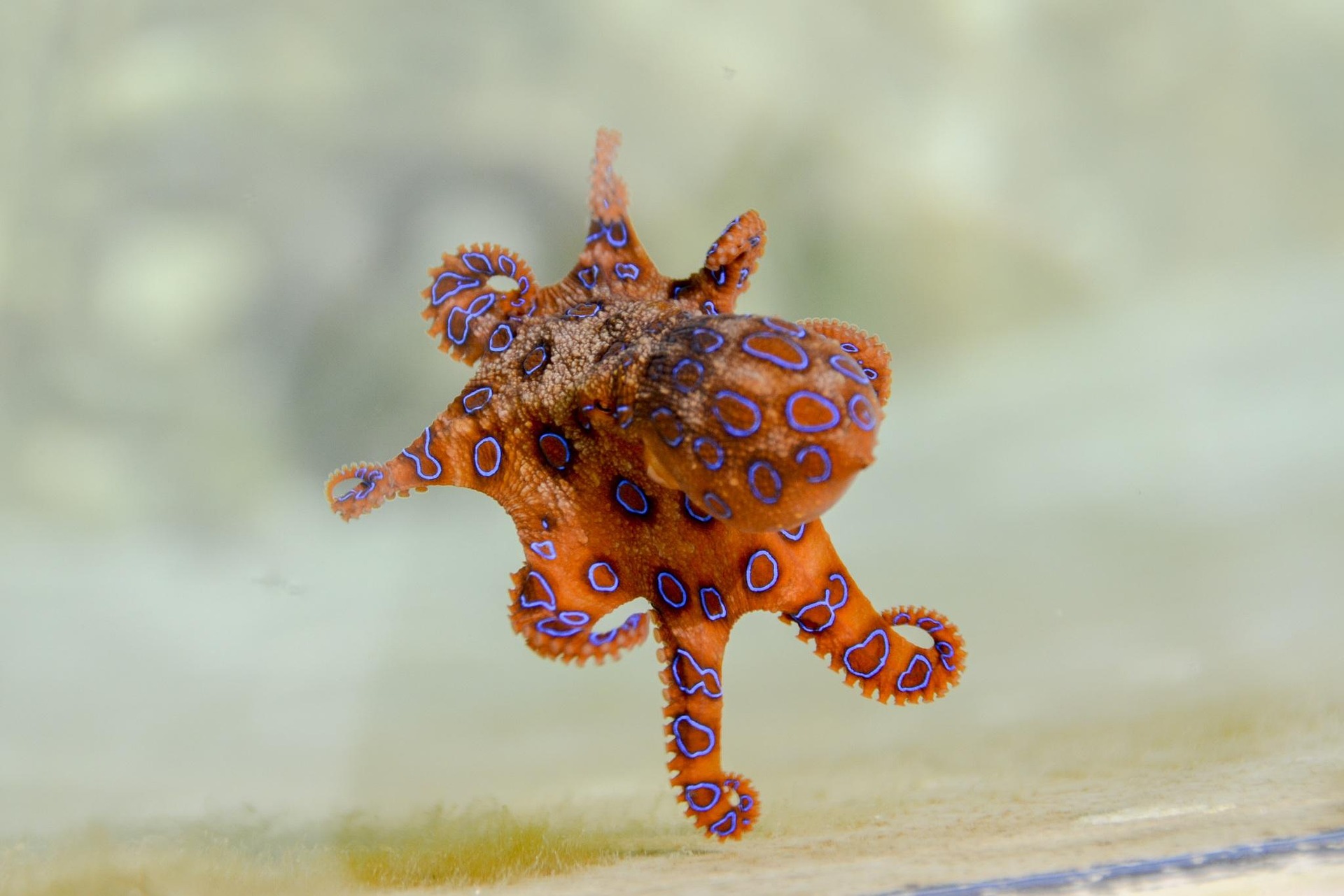 Fascinating Facts about the Incredible Intelligence of Octopuses