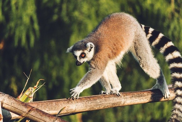 Les mystères du sommeil chez les lémuriens de Madagascar