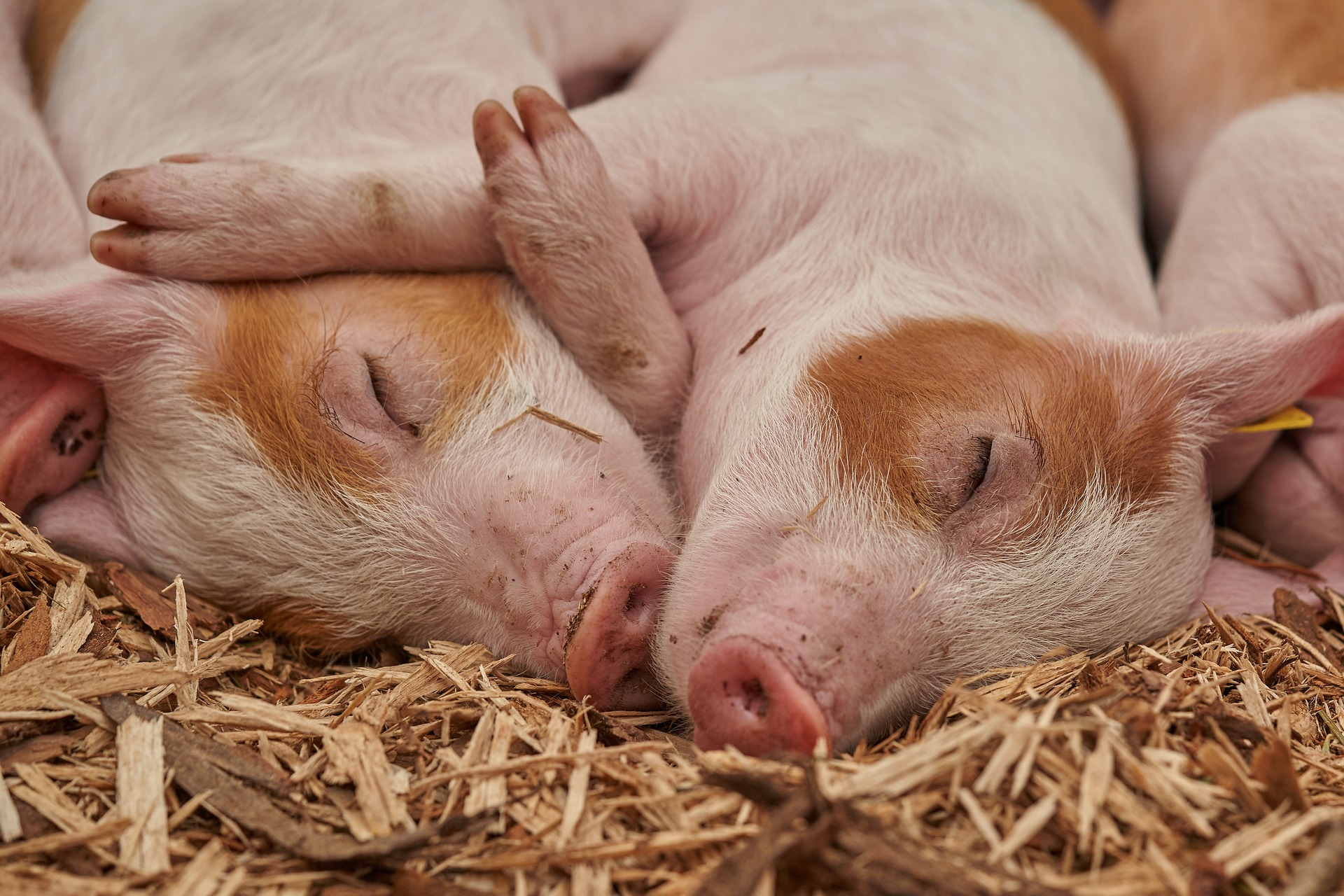 Delving into the Thriving Popularity of Mini Pig Companionship 