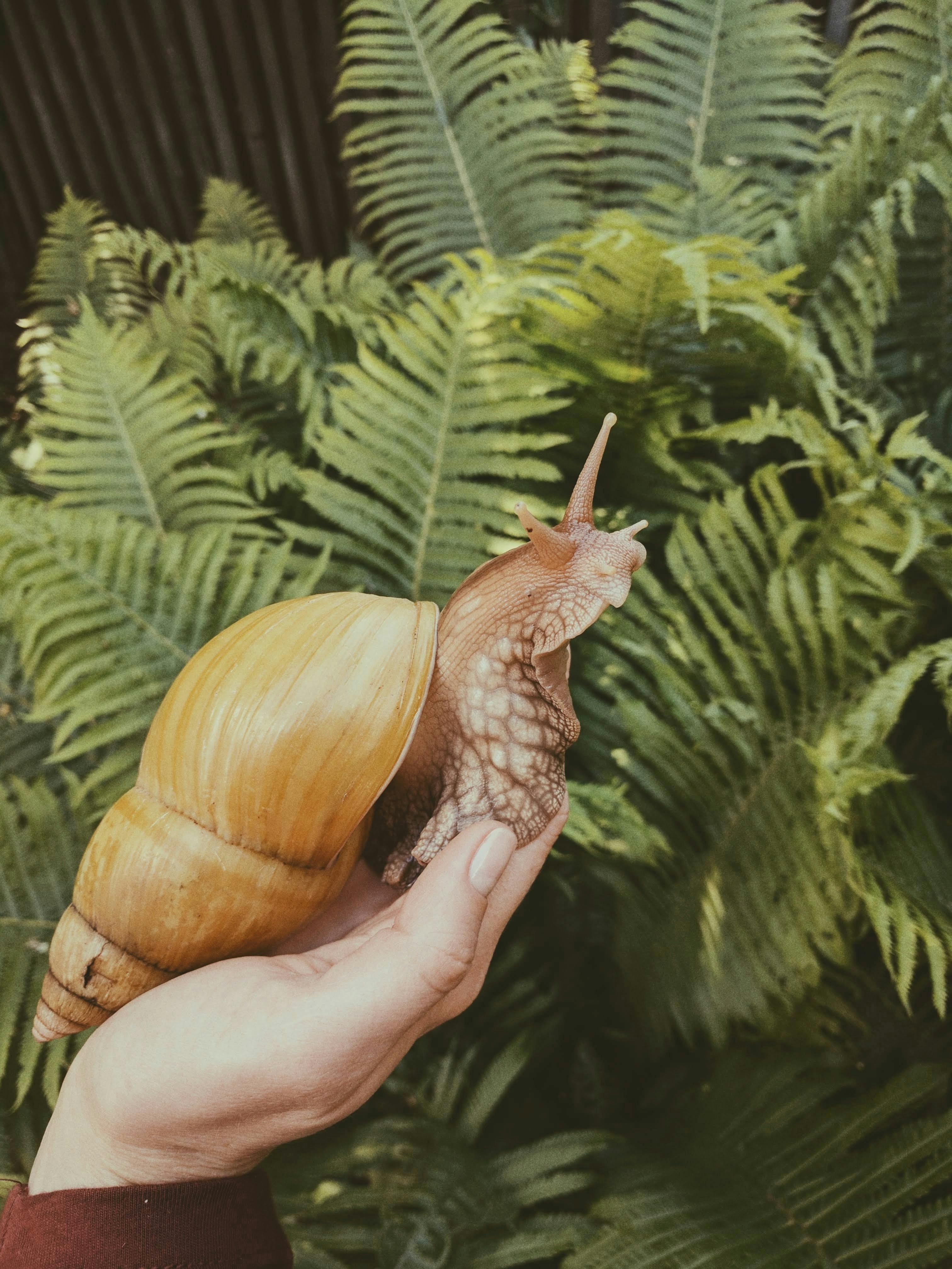 Unveiling the Underappreciated World of Invertebrate Pets