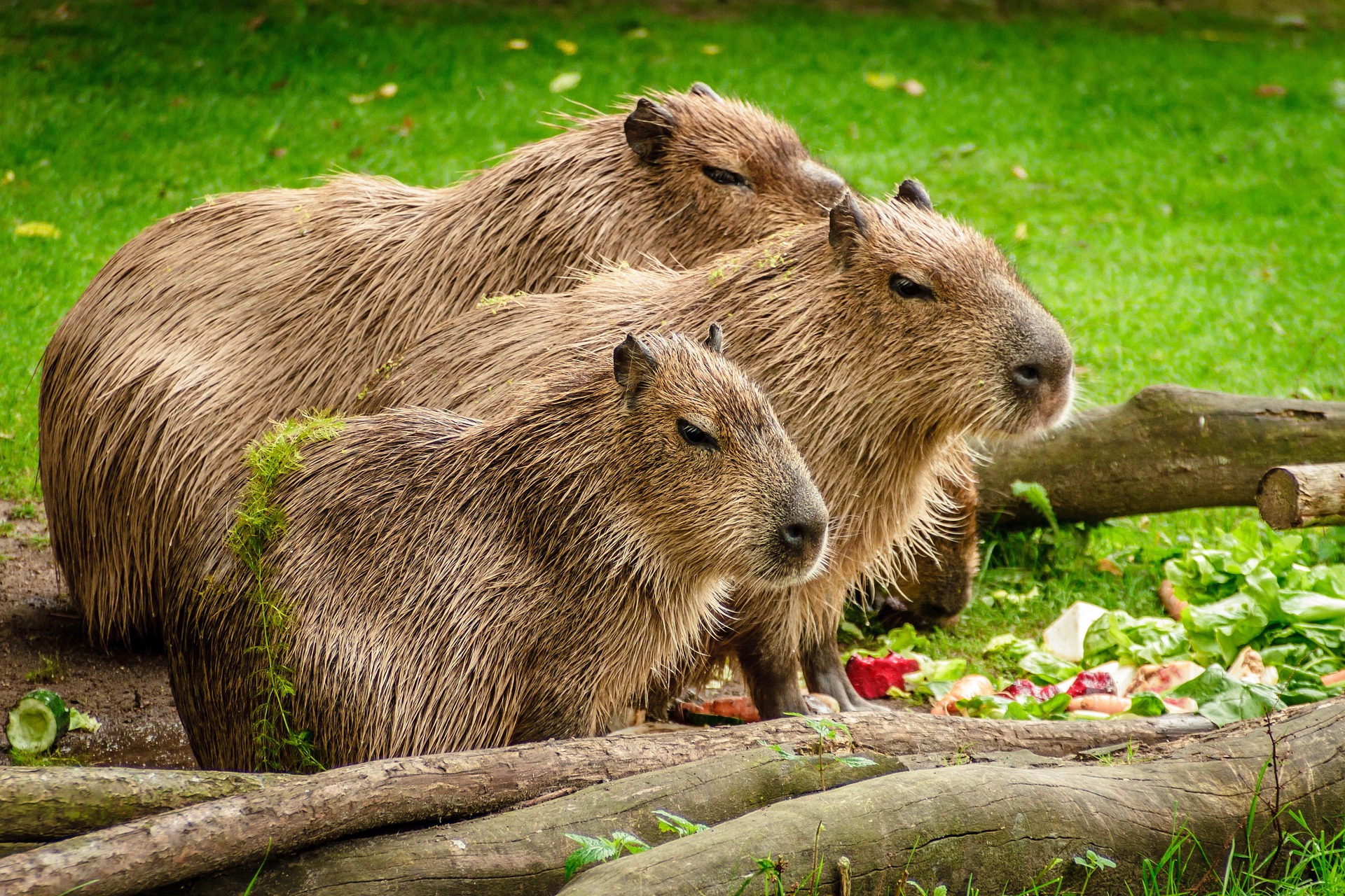 Exploring the Unchartered Territory of Capybara Pet Ownership