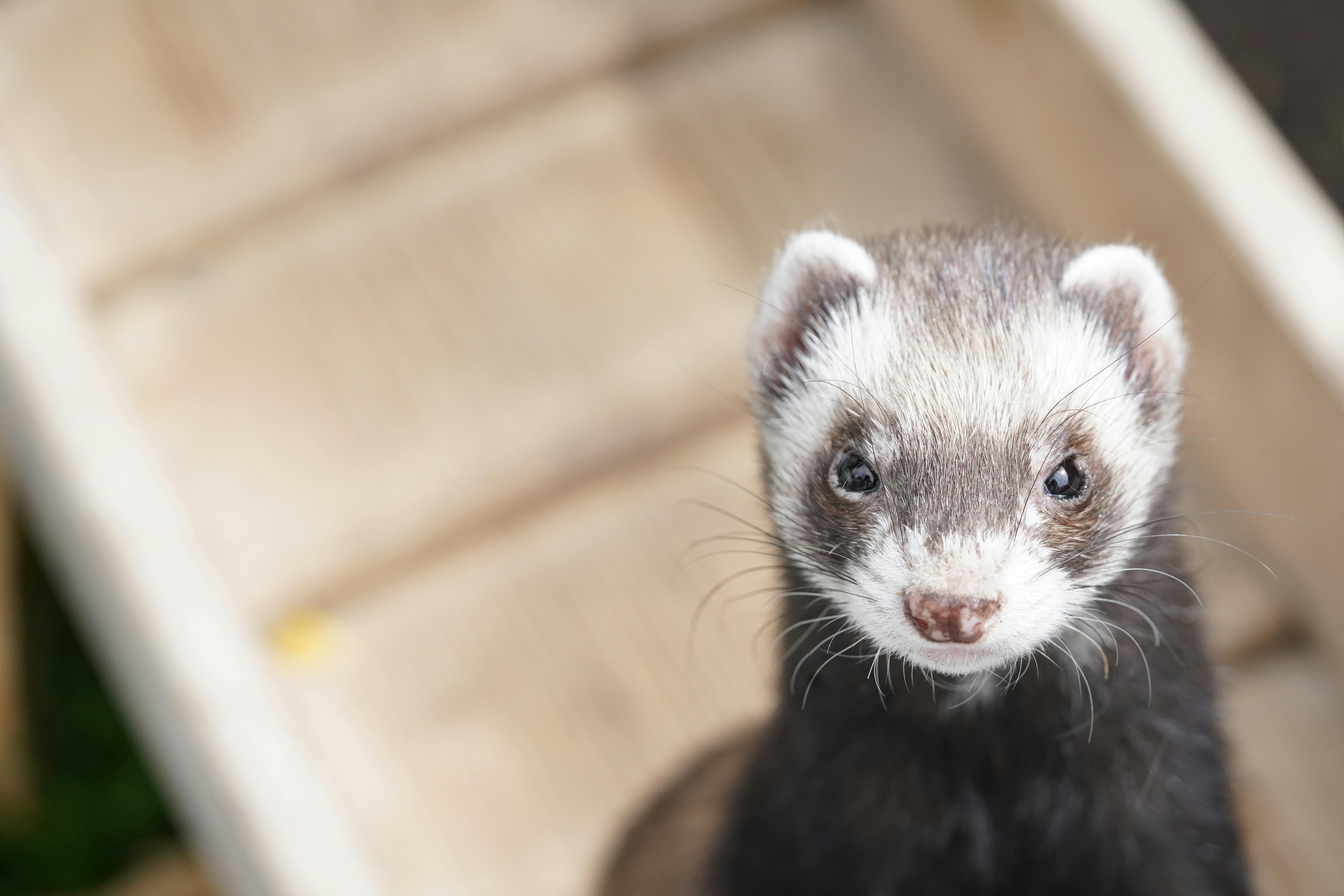 Ferret Enrichment: Adding Vitality to Your Pet's Life