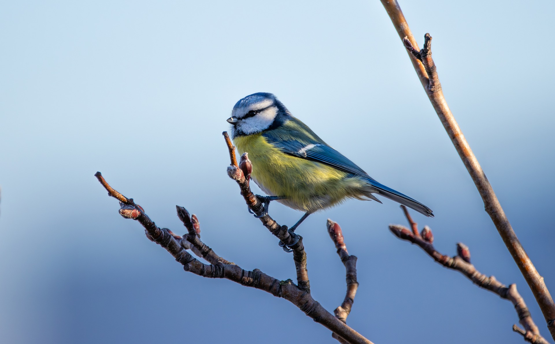Backyard Birdwatching: Elevating Your Garden With Feathered Guests