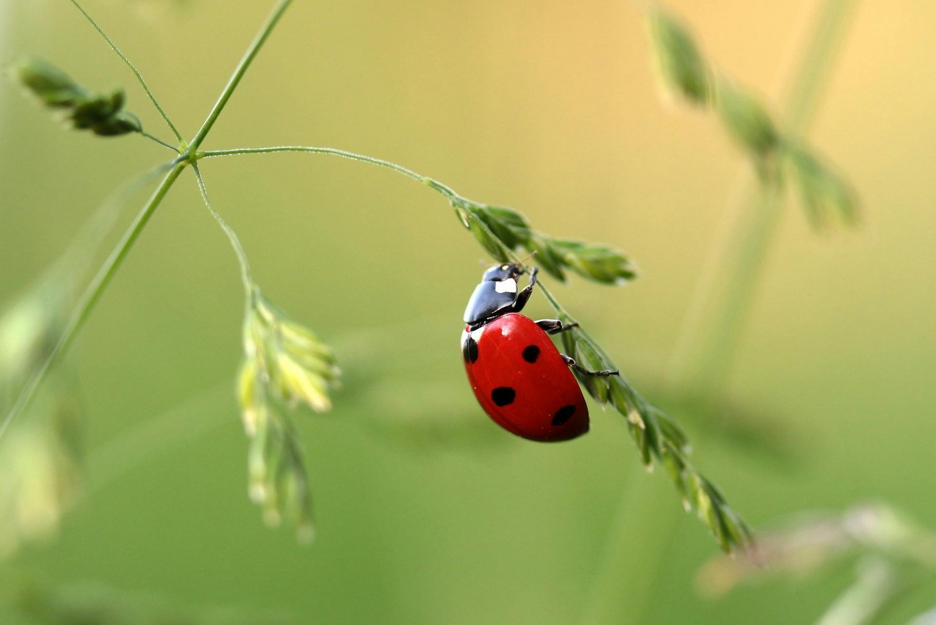 Unveiling the World of Insect Pets: A Peek into the Microcosm