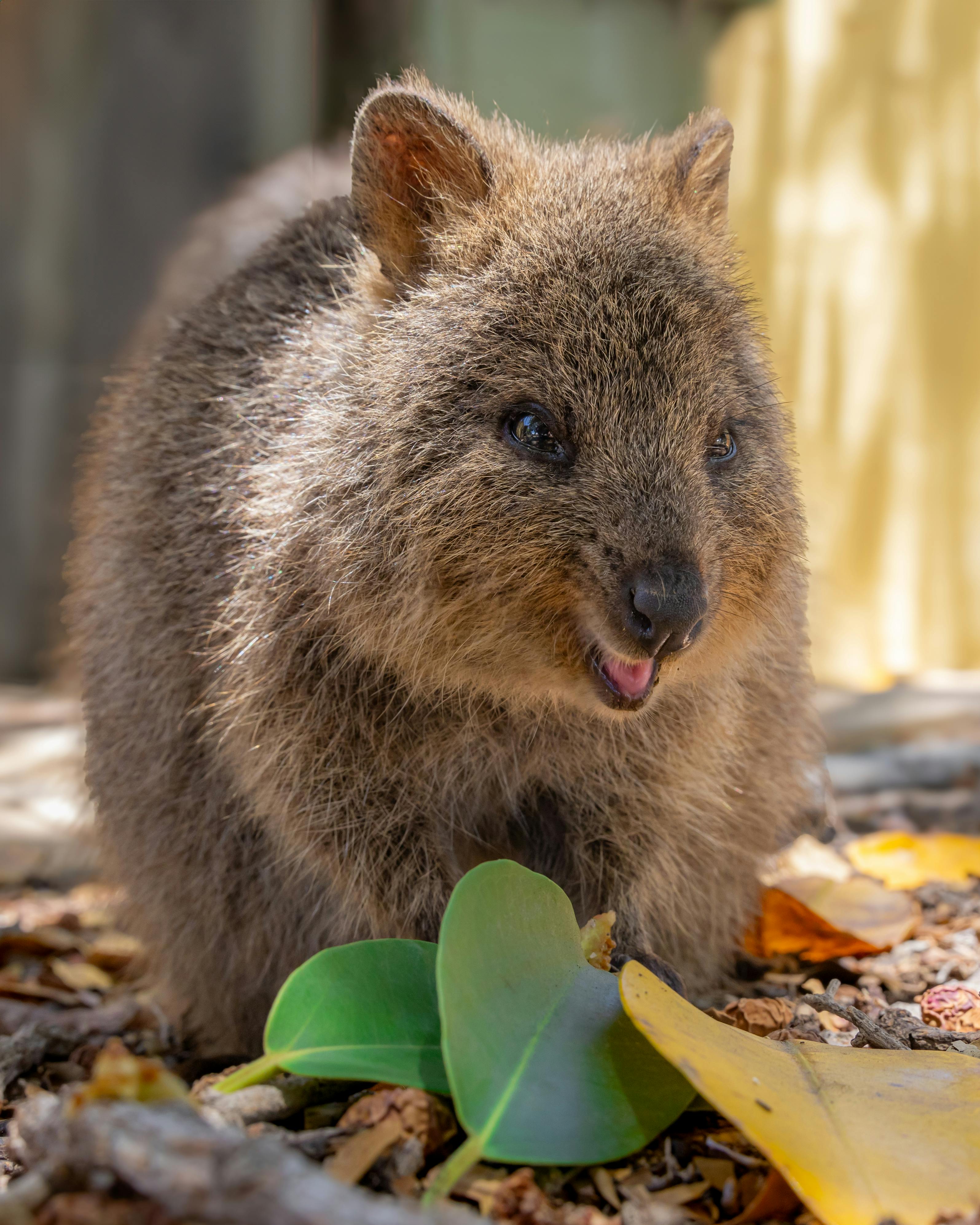 The Intriguing World of Marsupials: Pouches, Joeys, and More