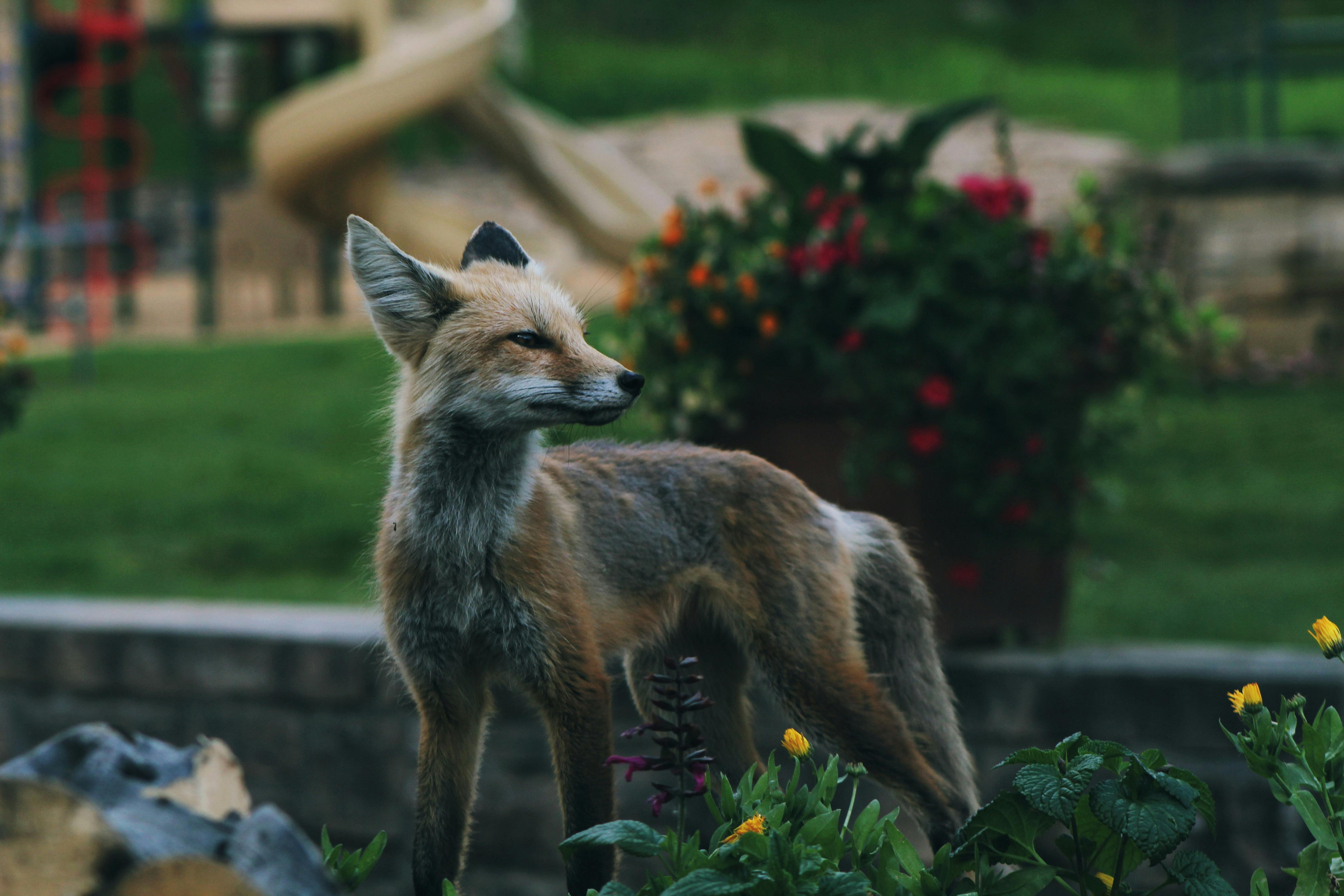 Rediscovering the Role of Urban Foxes: The Untold Tale of City-Dwelling Vulpines