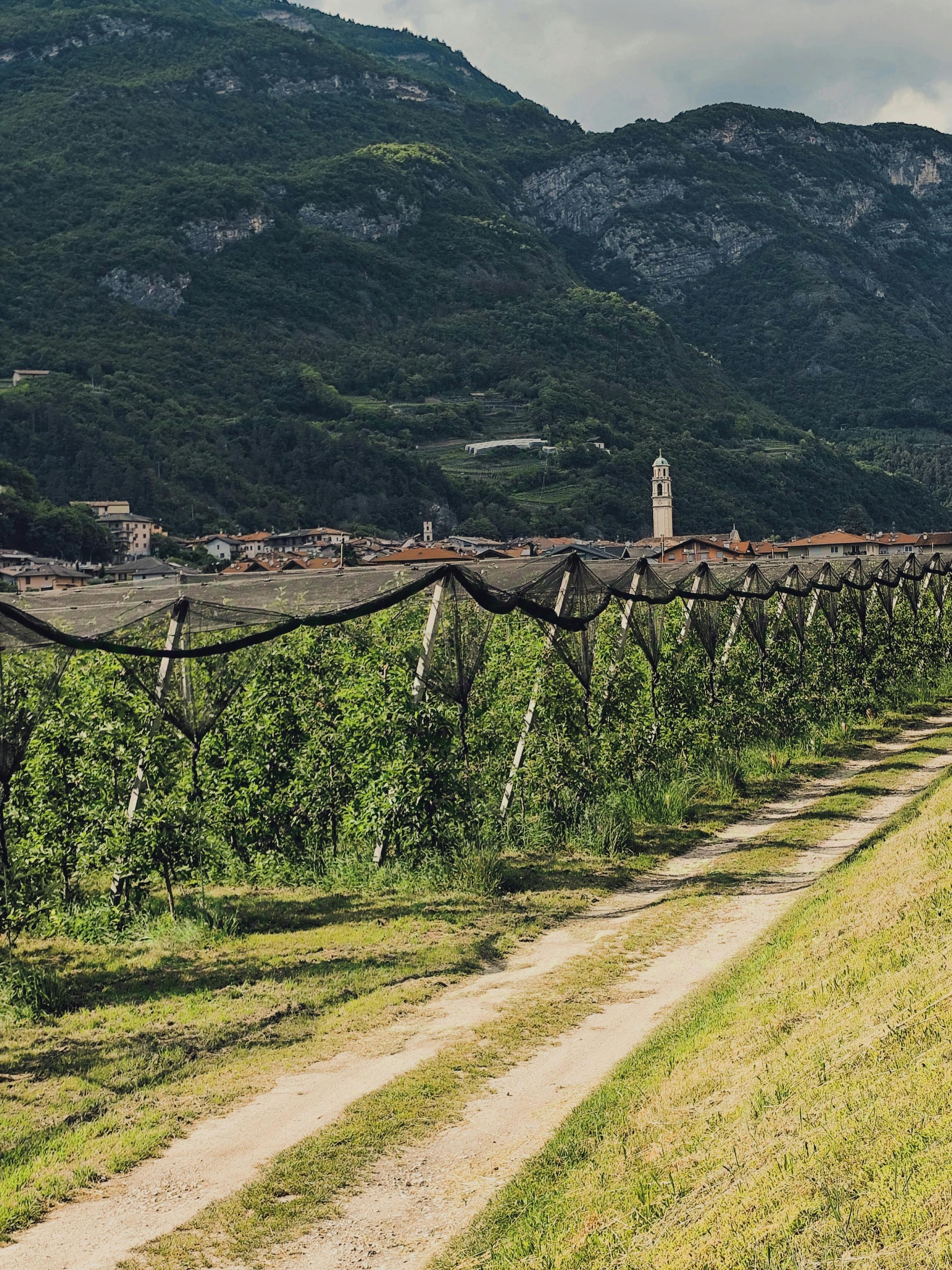 Discovering the Delights of Georgian Traditional Wine