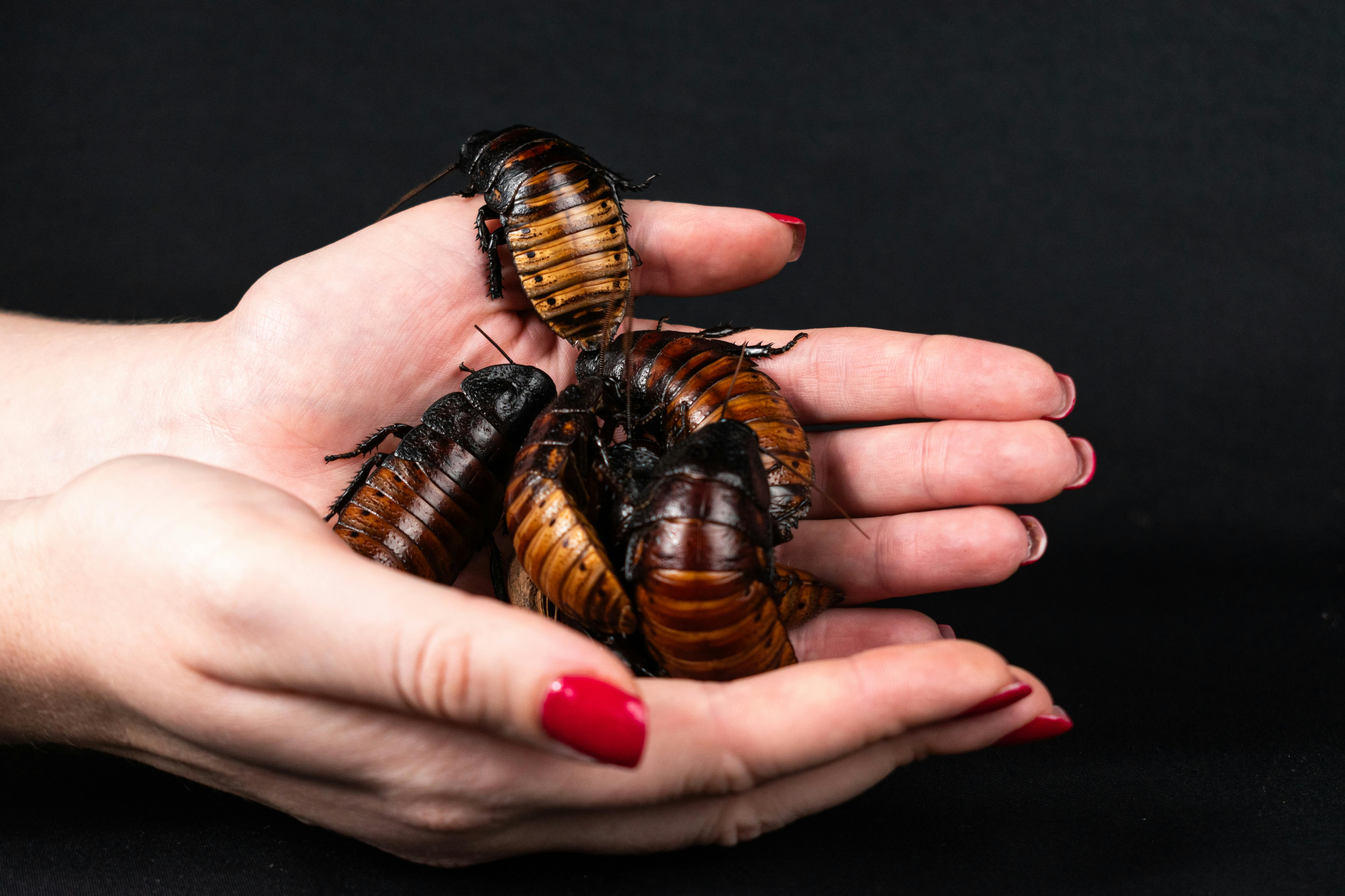 Understanding the Fascinating World of Stick Insects as Pets