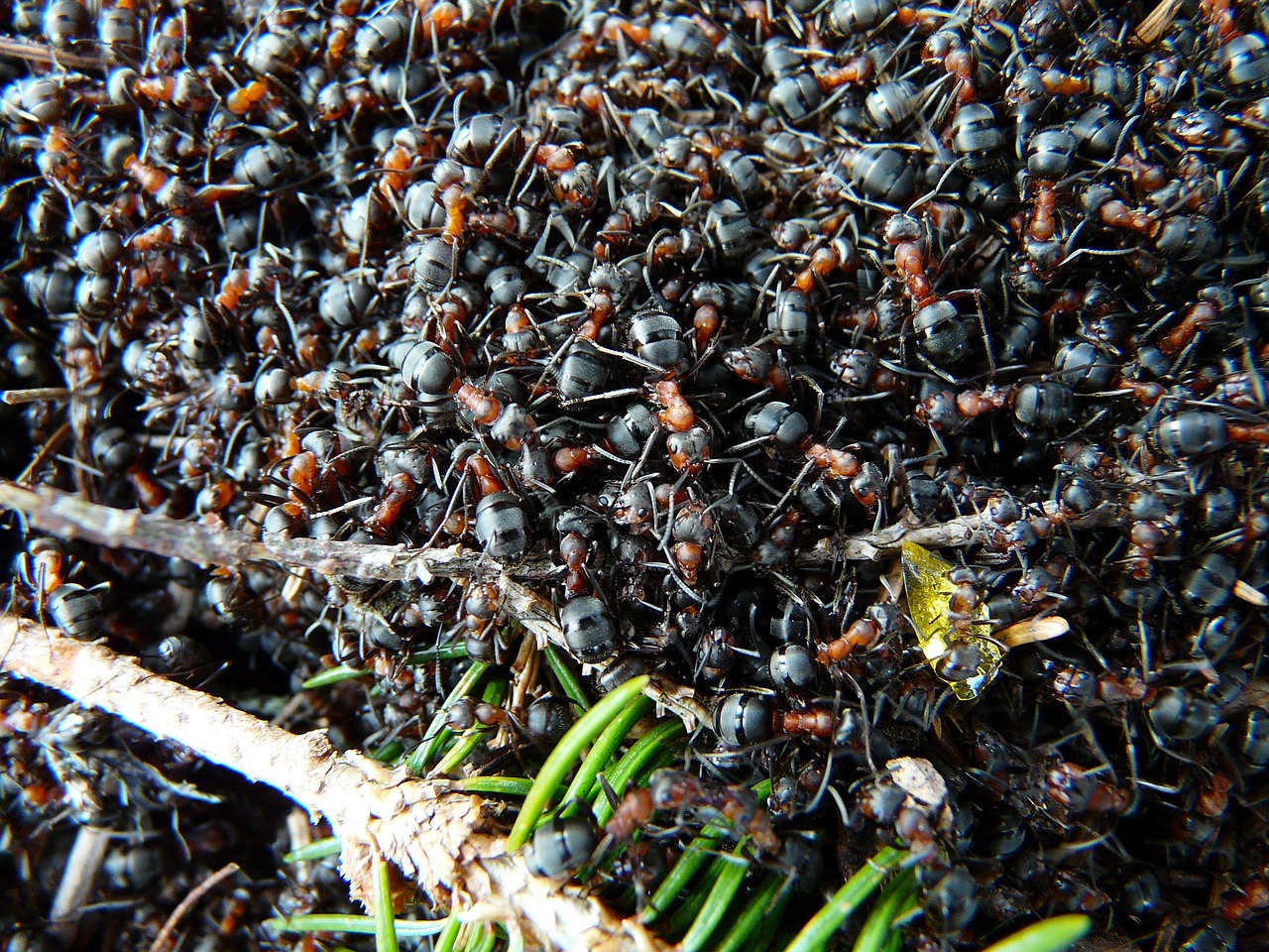 The Intriguing World of Ant Farming: Its Historical Roots and Modern-Day Popularity