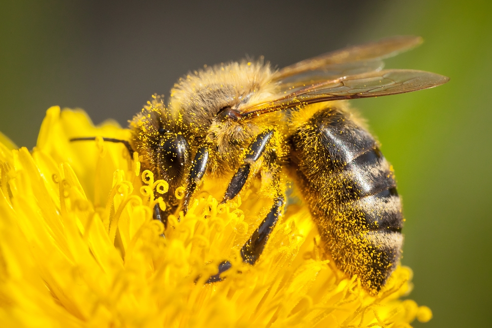 Decoding the Dance of the Honeybee: Nature's Ultimate Communicators