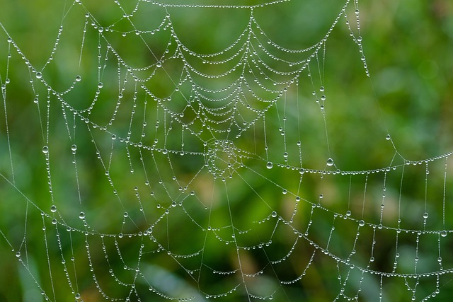 Monitoreo del Deep Web: La Defensa de tu Información