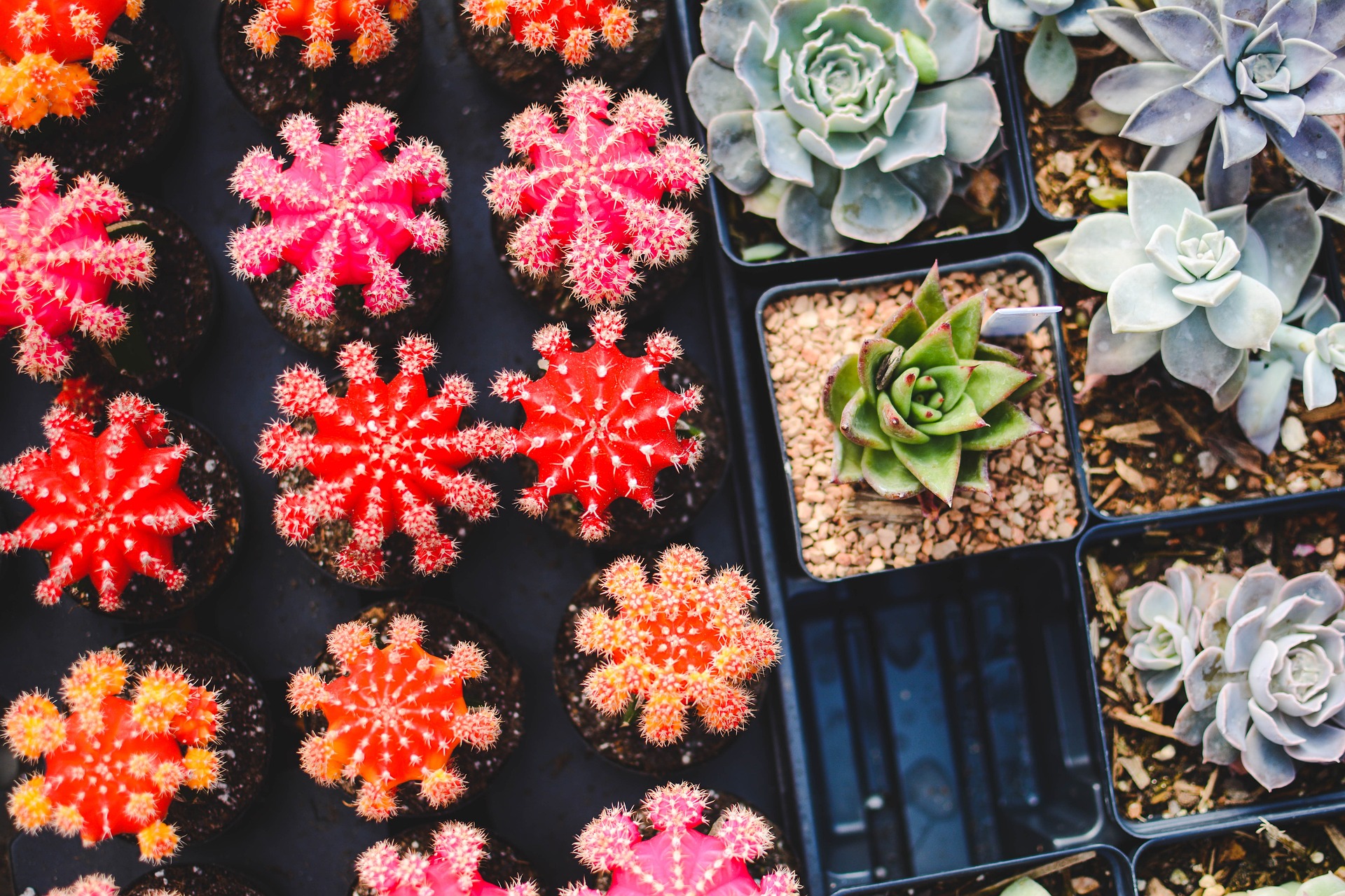 Vertical Gardens: Maximizing Space and Aesthetics