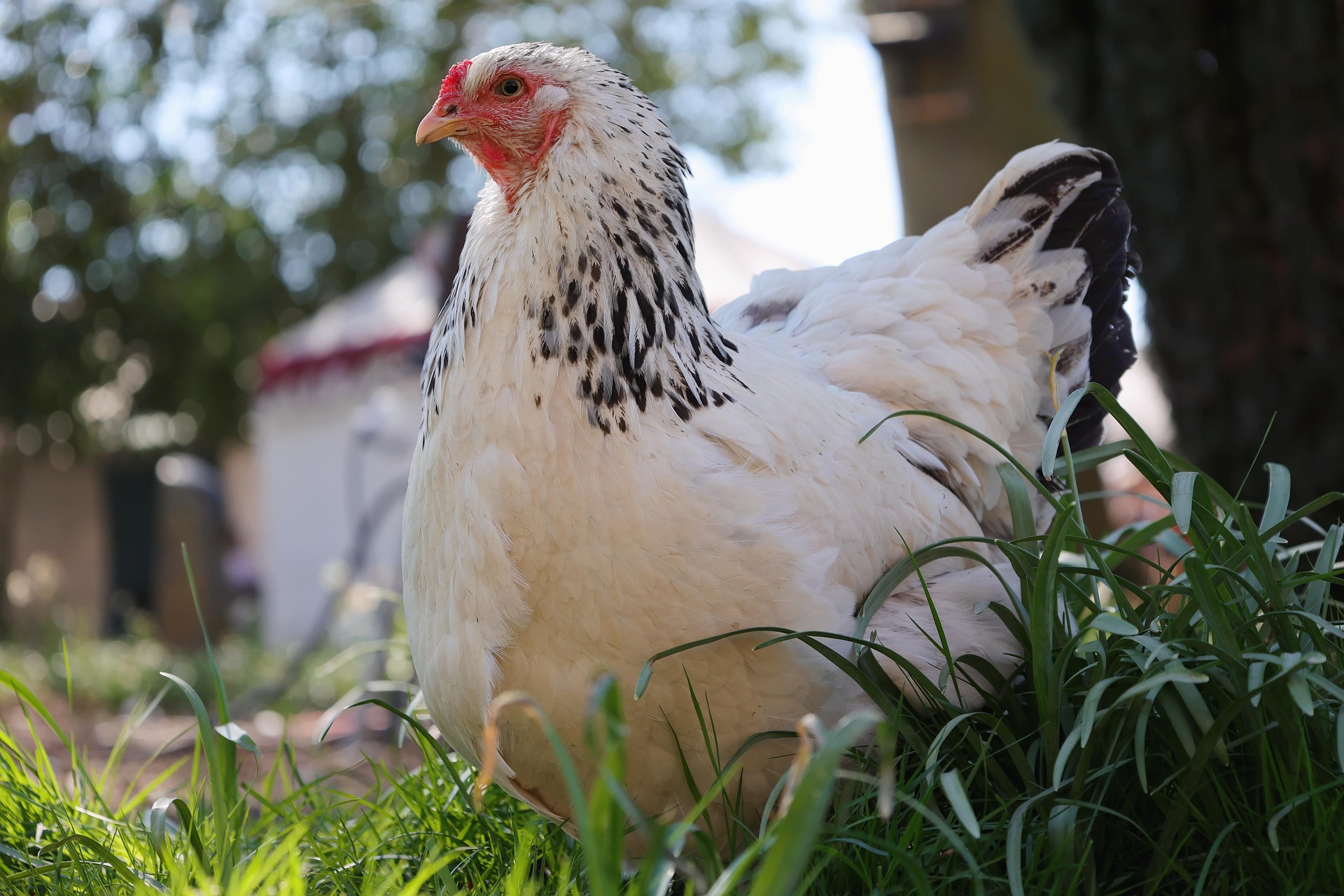 Resurgence in Popularity: Keeping Backyard Chickens in Urban Settings
