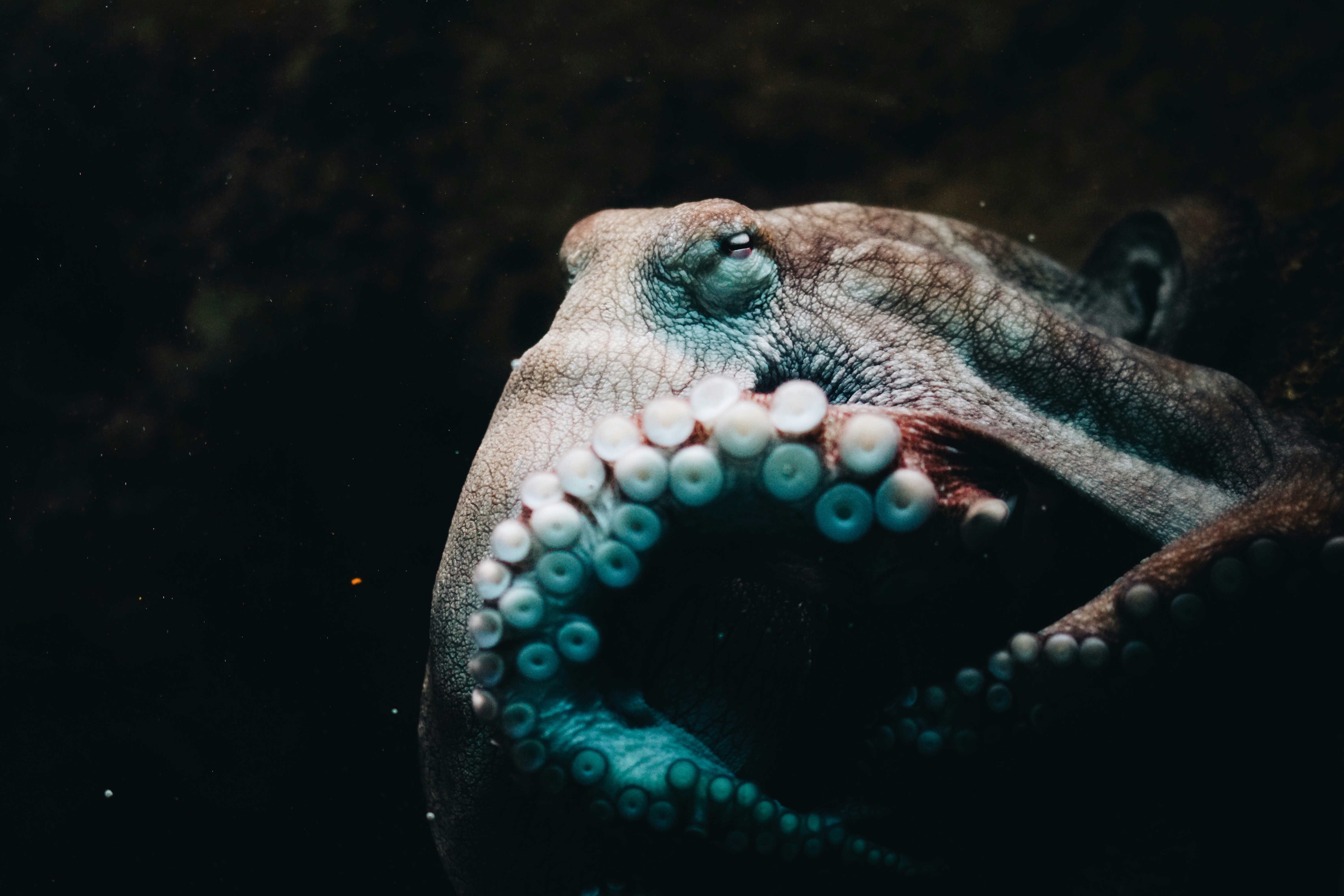 Unraveling the Mystery: How Do Octopuses Change Color?  