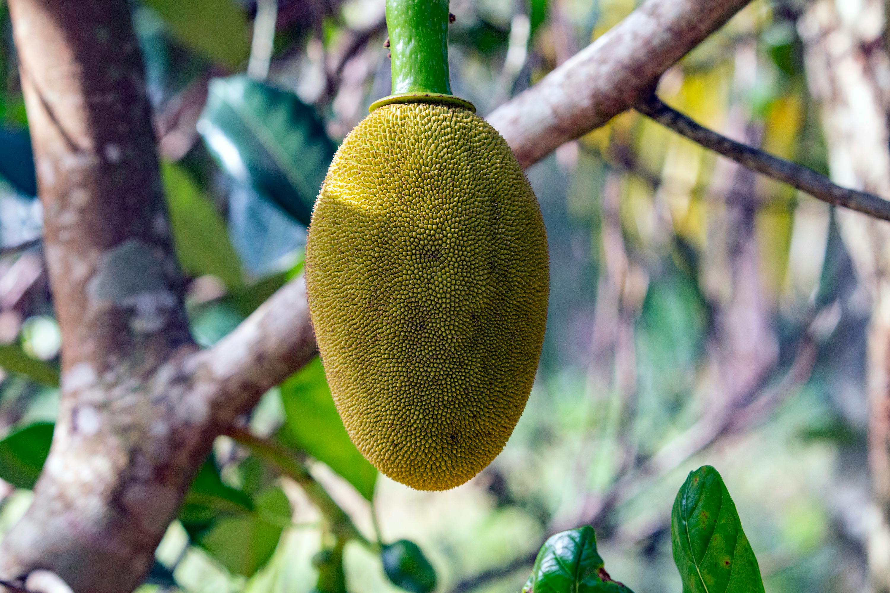 Exotic Twist to Comfort Food: Introducing Jackfruit