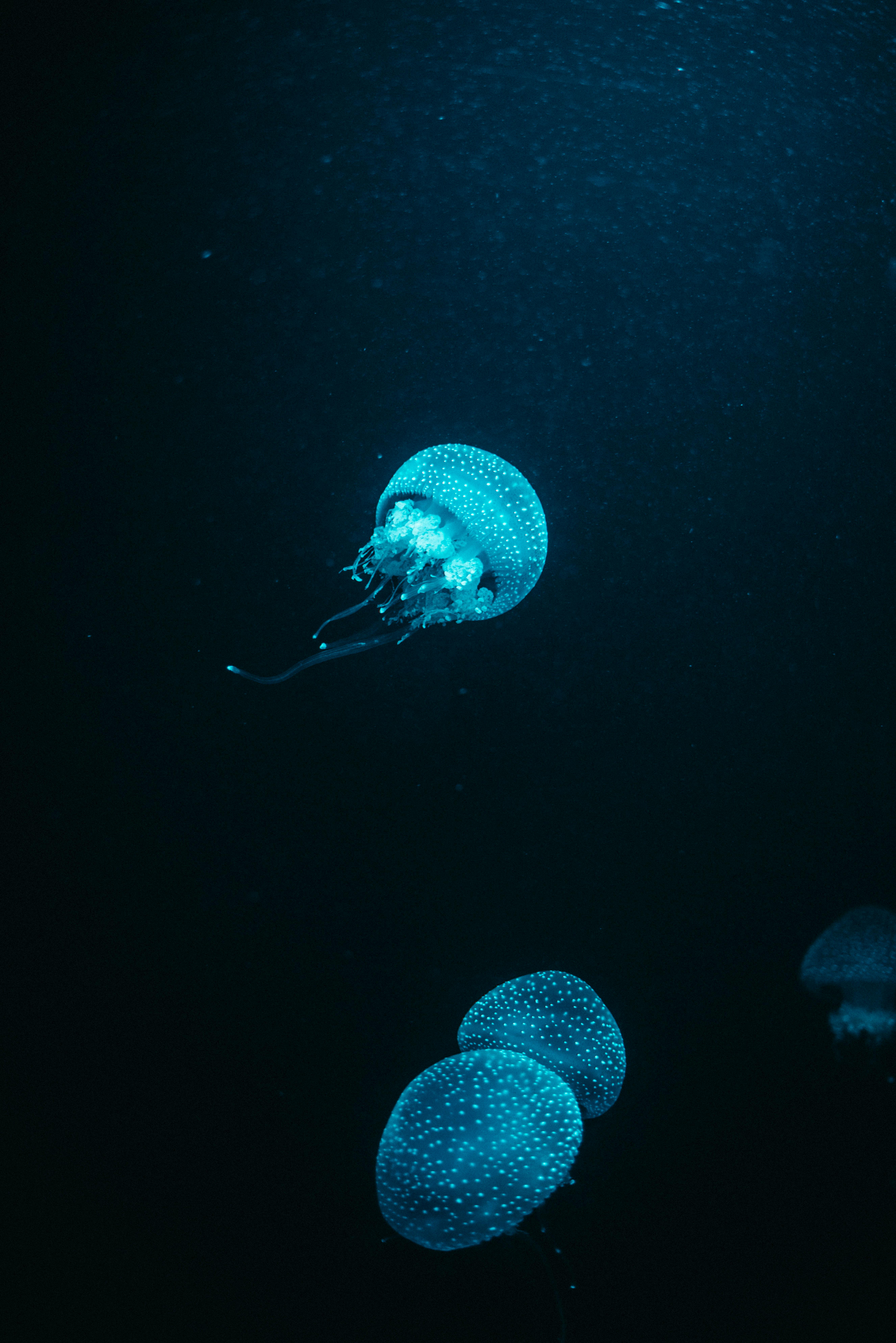 Octopuses: The Enigmatic Cephalopods Unveiled