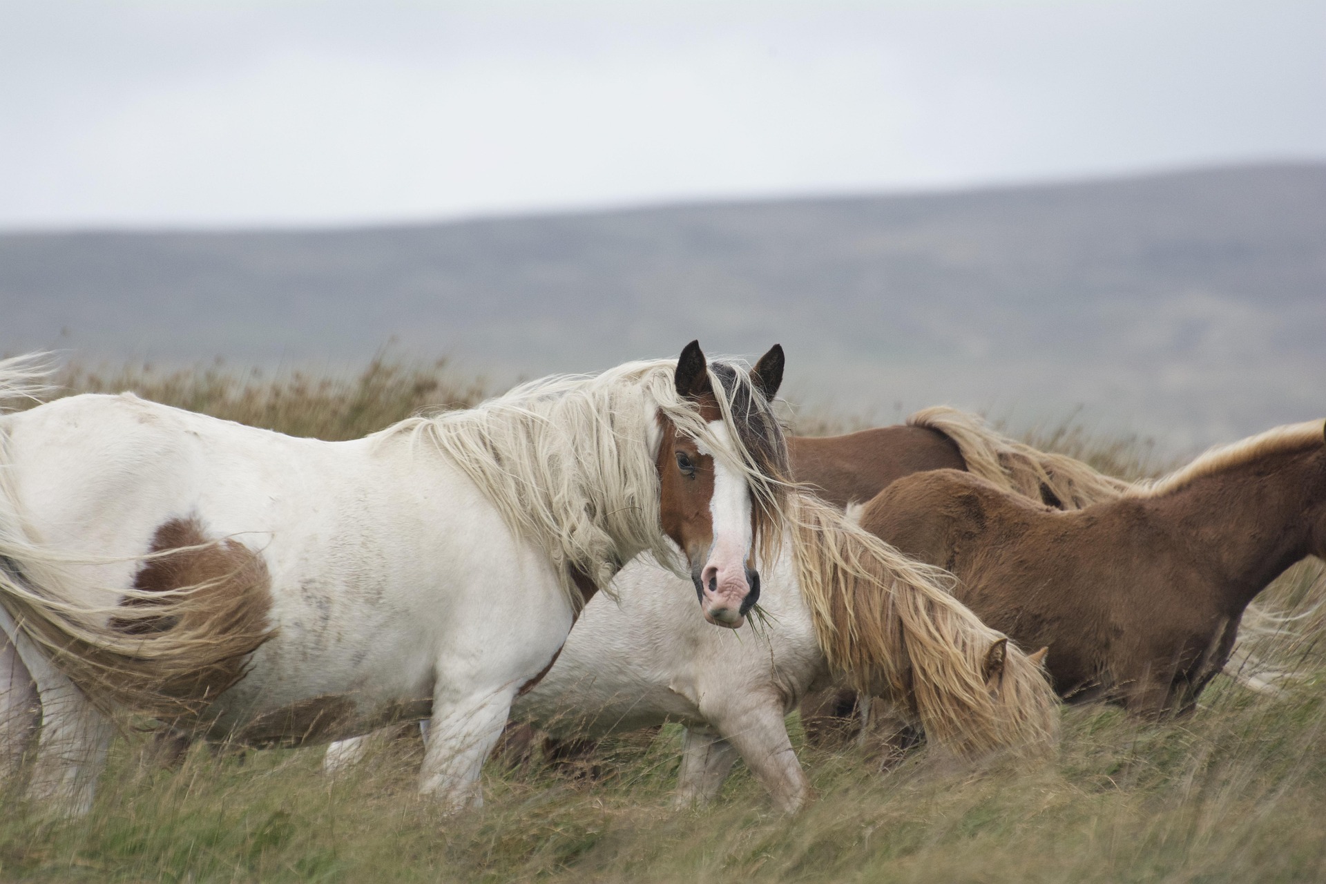 Untamed Allure: America's Wild Horses and Their Unwavering Spirit